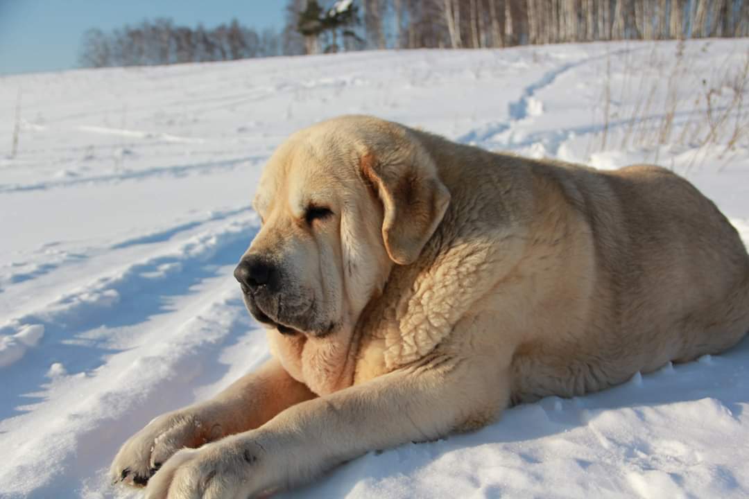 Just a big Spanish Mastiff dog - My, Dog, Spanish Mastiff, Longpost