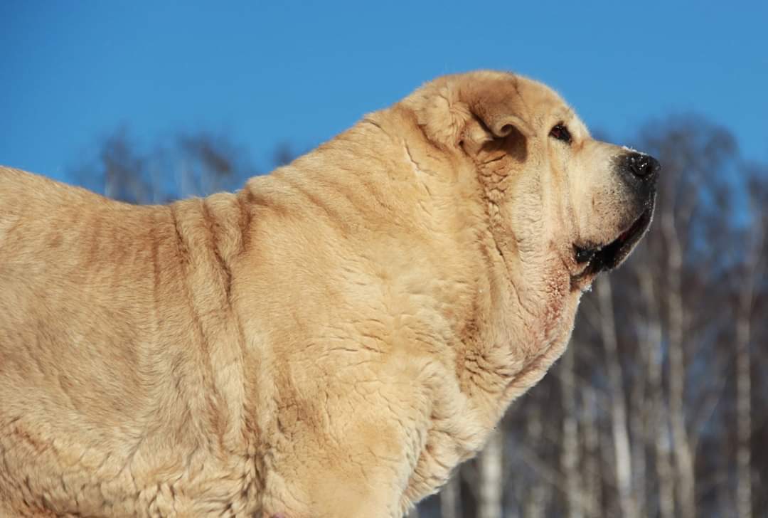 Just a big Spanish Mastiff dog - My, Dog, Spanish Mastiff, Longpost