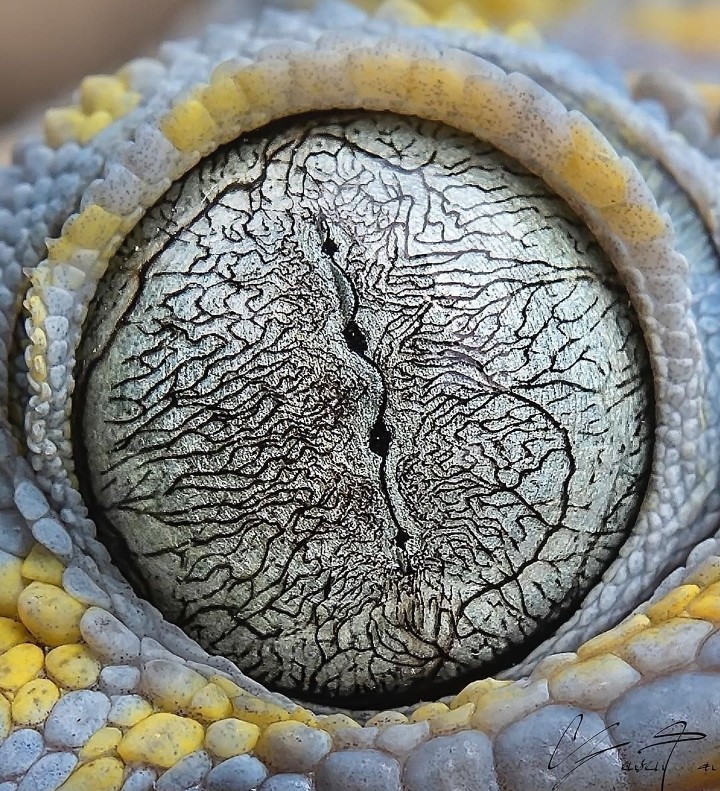 Tokay gecko eye - Nature, beauty, beauty of nature, Animals, Eyes, The photo, Interesting