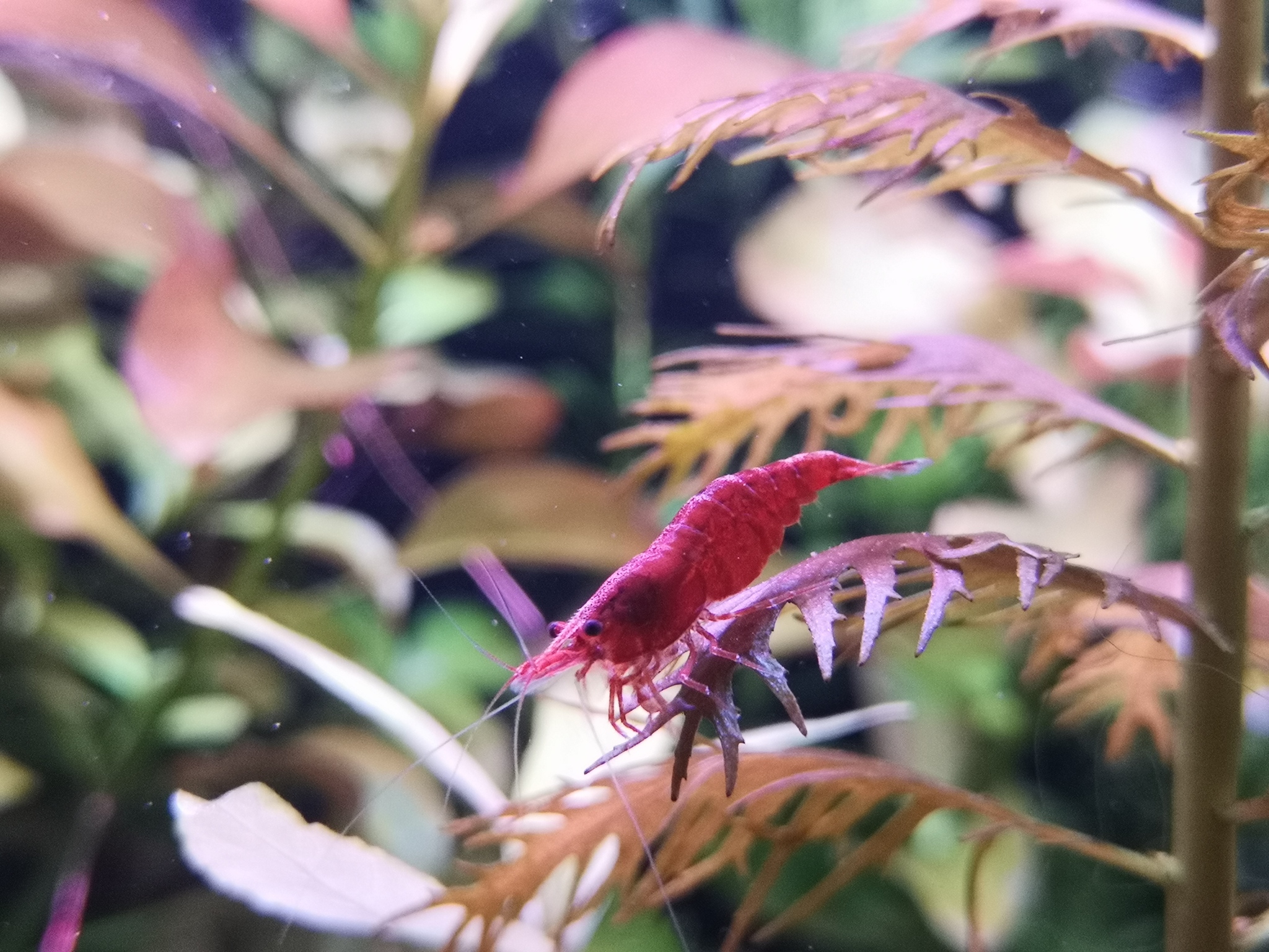 Cherry shrimp - My, Shrimp cherry, Mobile photography