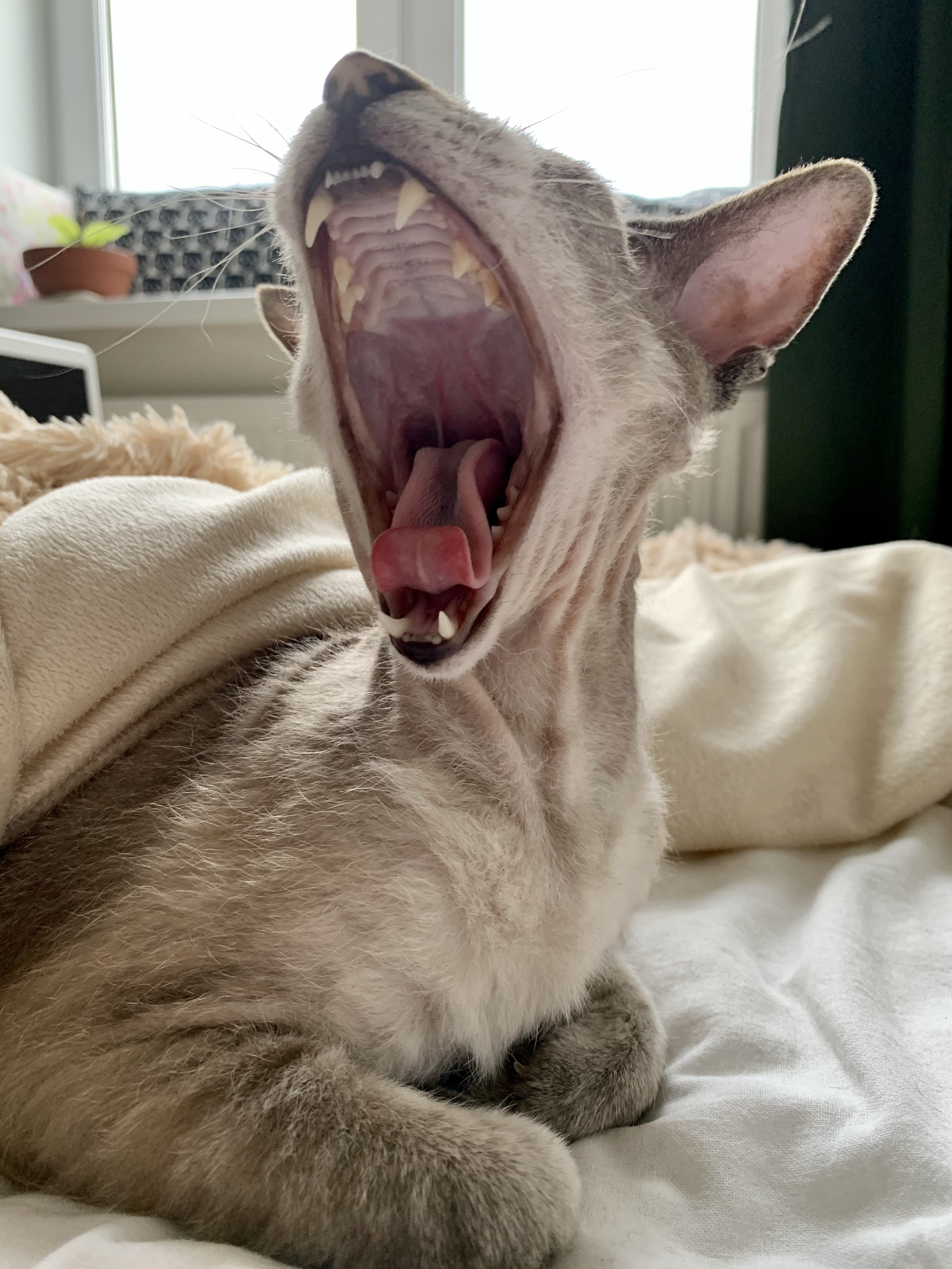 Briefly about the situation in the world - My, cat, Peterbald, Yawn, Self-isolation, Oriental cats, Longpost, The cat yells, Scream