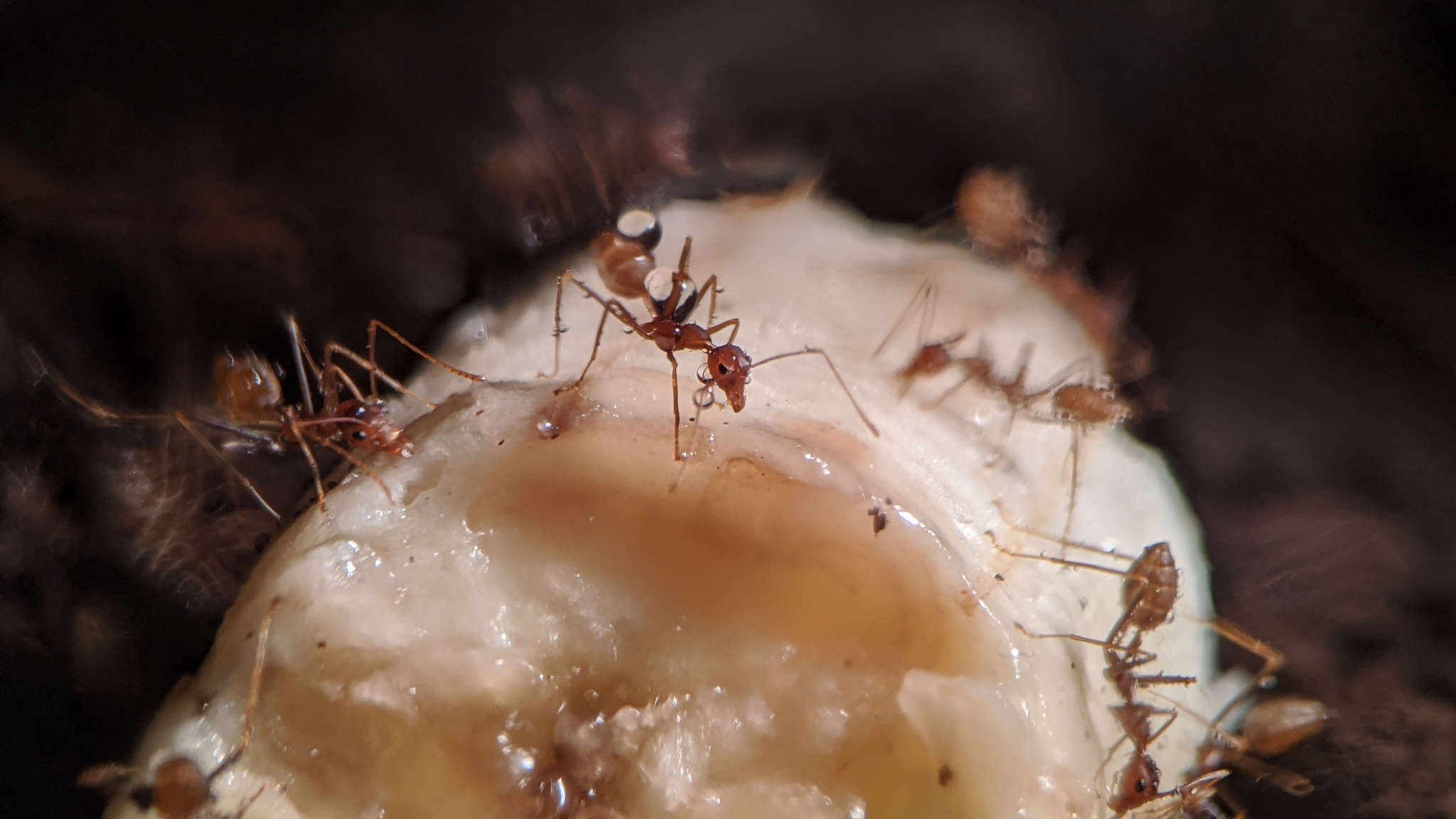 My ants: traps and weavers, banana diet - My, Ants, Insects, The photo, Formicaria, Video, Longpost