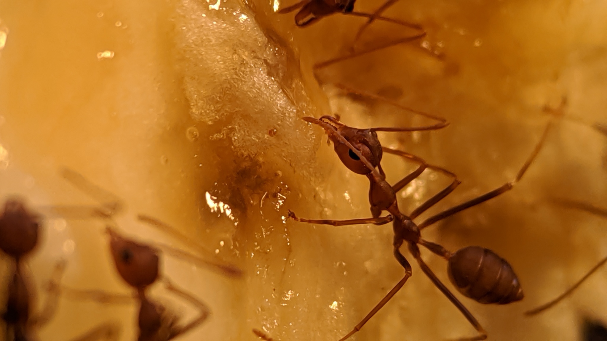 My ants: traps and weavers, banana diet - My, Ants, Insects, The photo, Formicaria, Video, Longpost