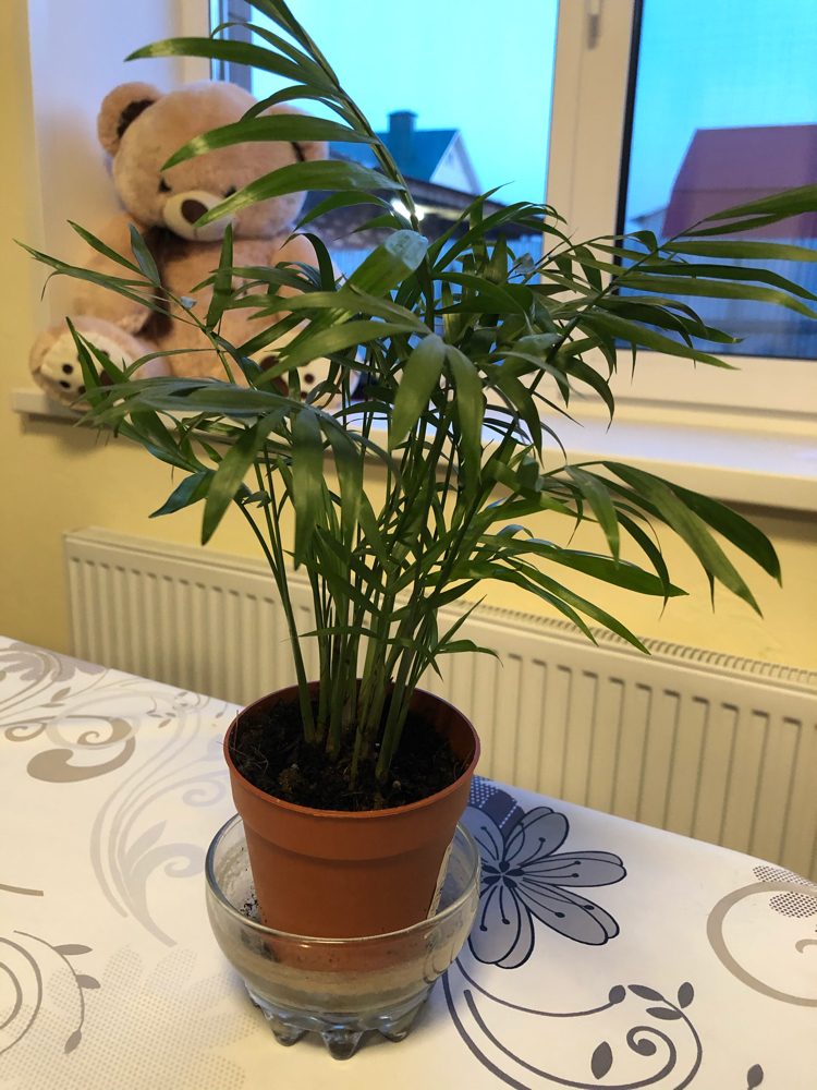 Tell me what kind of plant it is - My, Flowers, Houseplants, Longpost