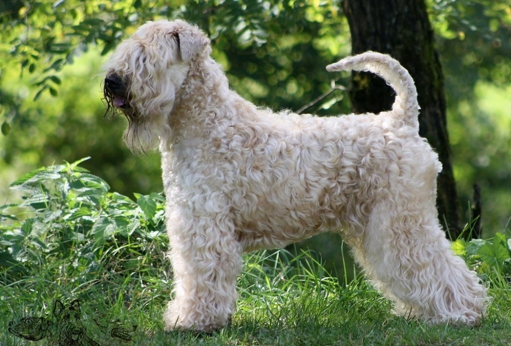 Irish Soft Coated Wheaten Terrier - Toy Terrier, Dog, Personal care, Longpost