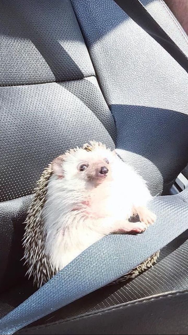 Everything is according to the rules - Milota, Hedgehog, Safety belt