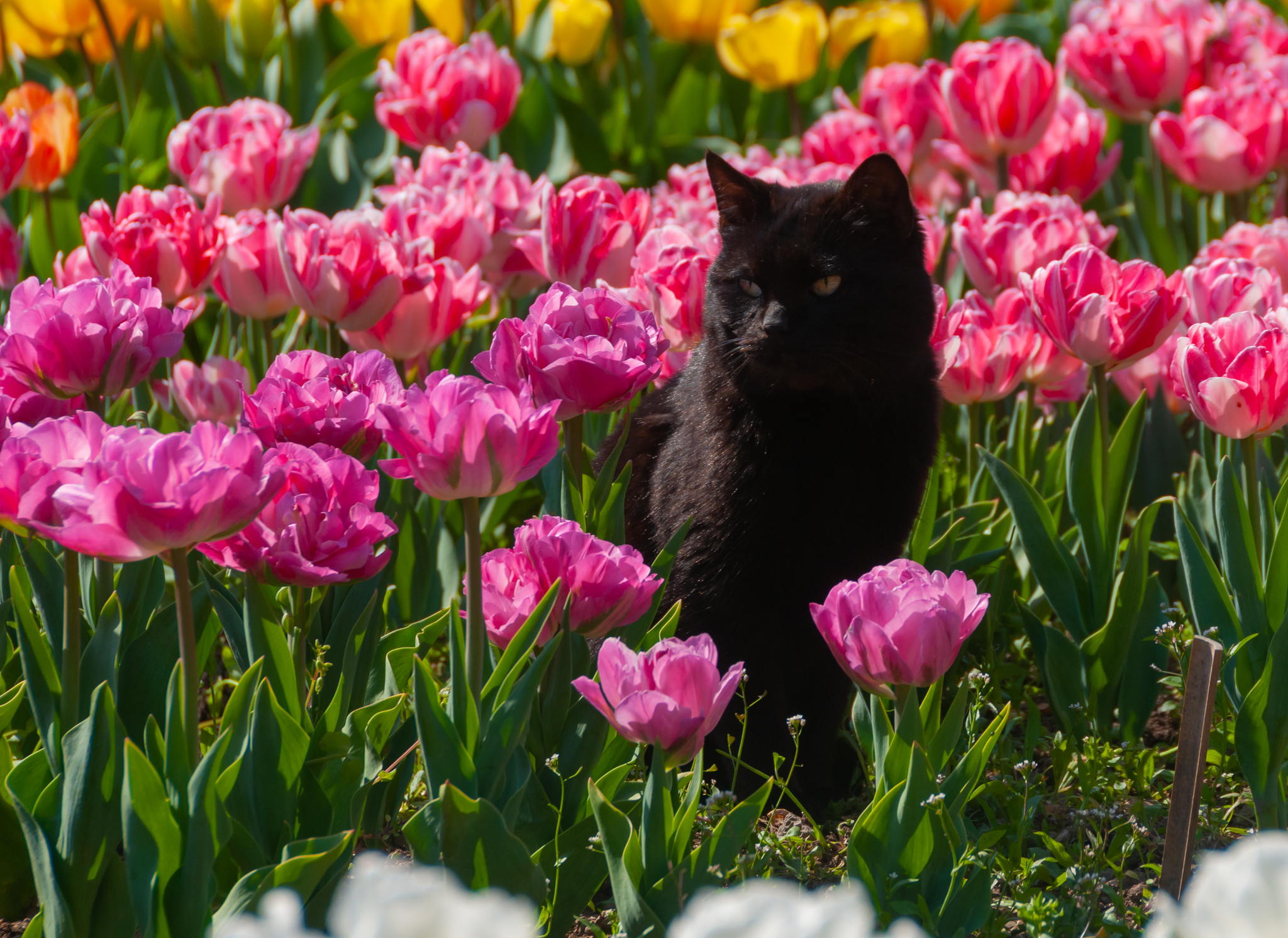 Another parade of tulips in the Nikitsky Botanical Garden - My, Yalta, Nature, Flowers, Tulips, The photo, Tulip Festival, Longpost