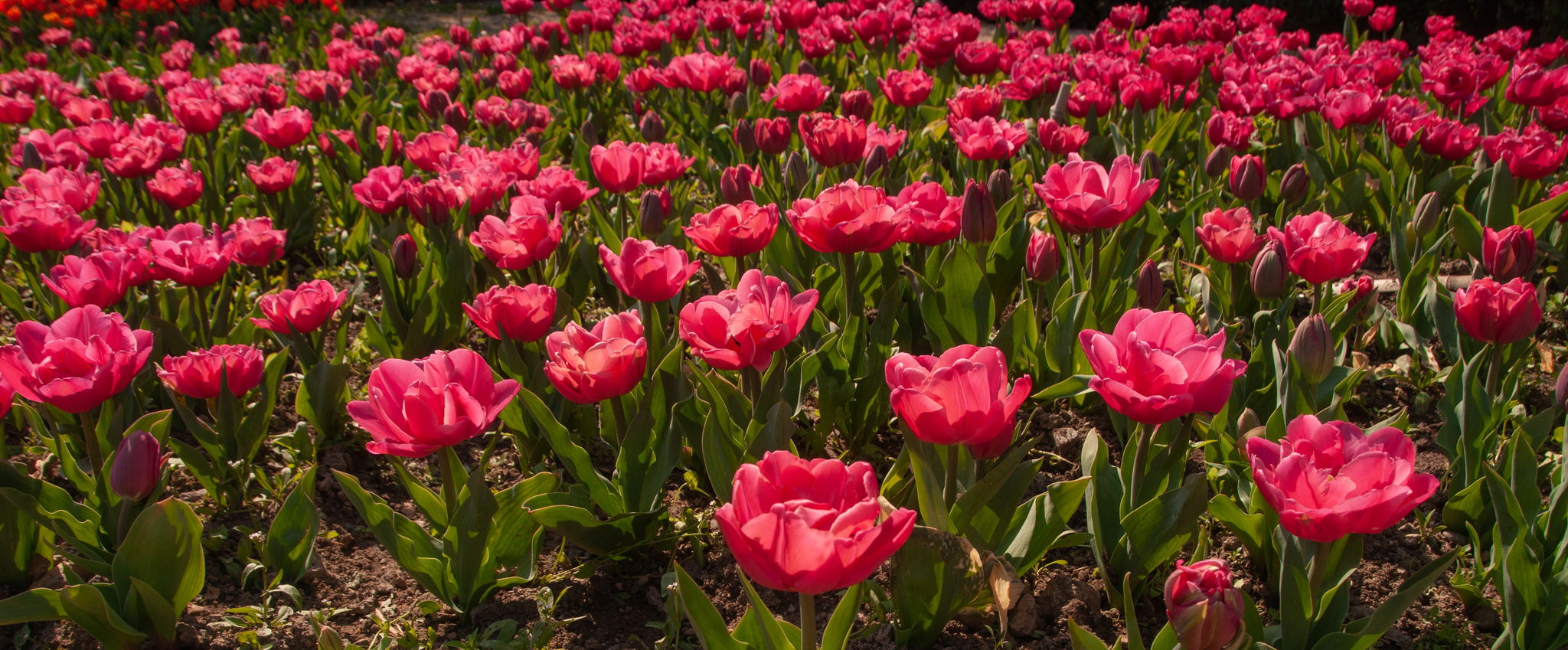 Another parade of tulips in the Nikitsky Botanical Garden - My, Yalta, Nature, Flowers, Tulips, The photo, Tulip Festival, Longpost