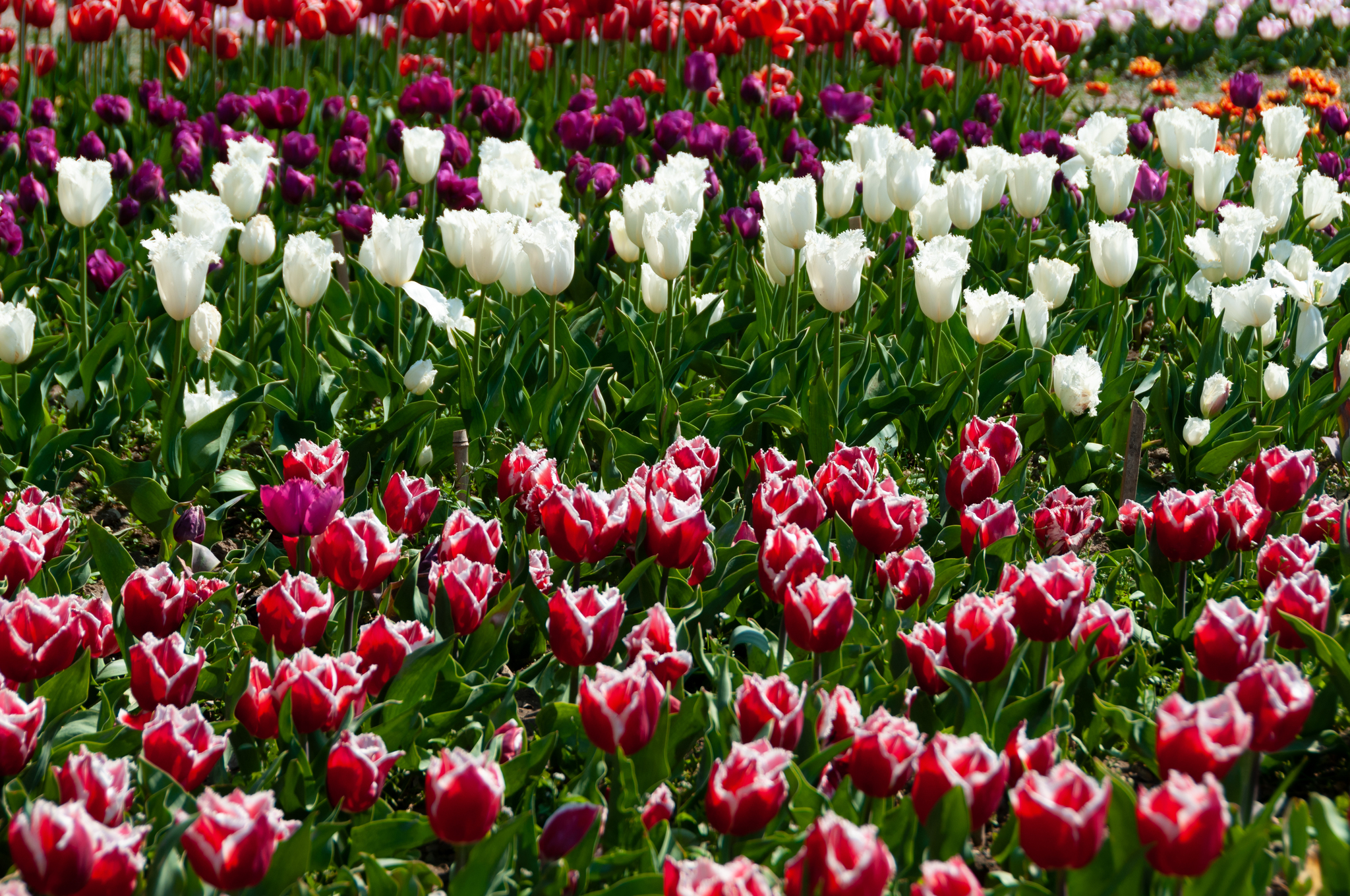 Another parade of tulips in the Nikitsky Botanical Garden - My, Yalta, Nature, Flowers, Tulips, The photo, Tulip Festival, Longpost