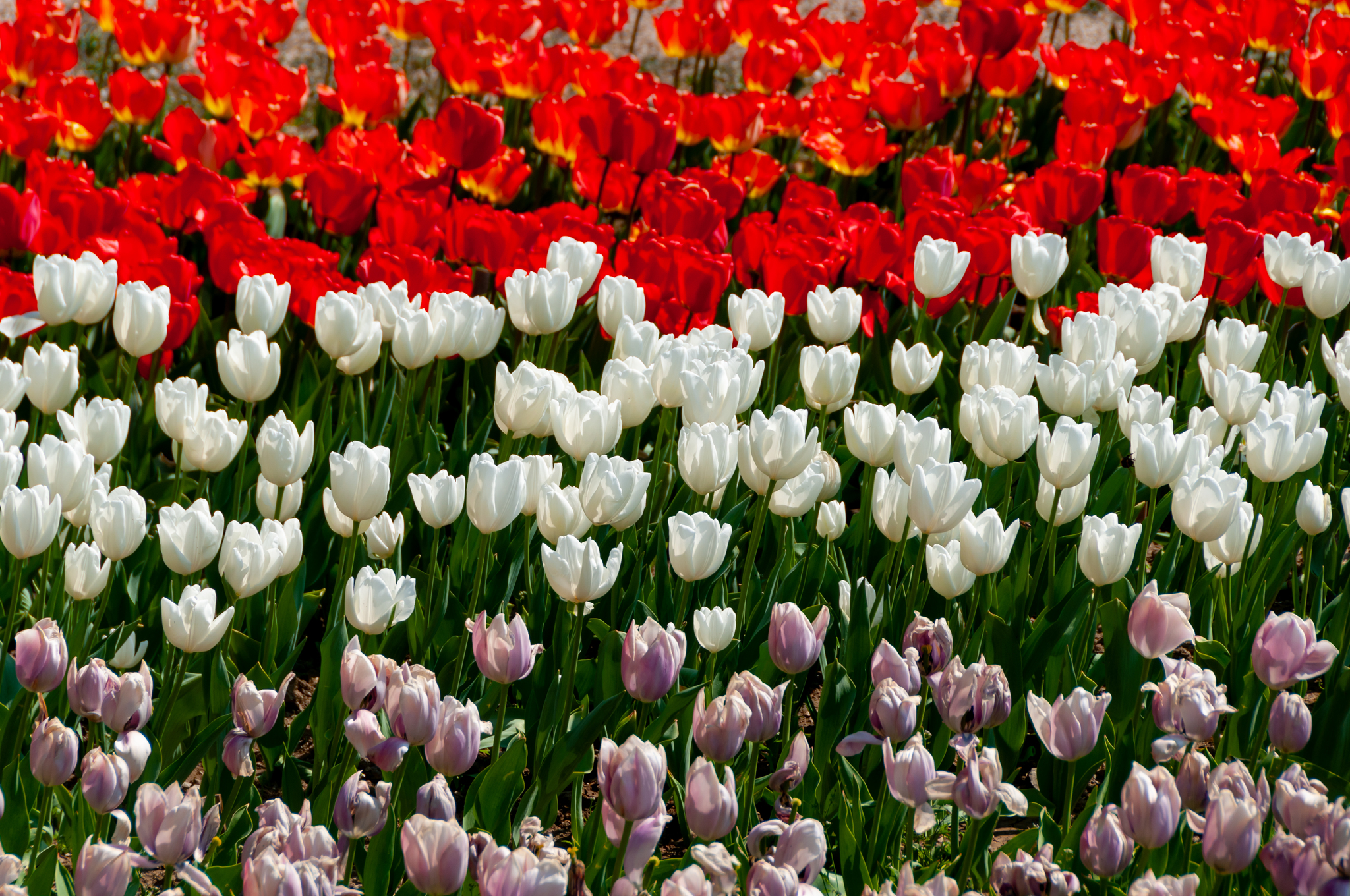 Another parade of tulips in the Nikitsky Botanical Garden - My, Yalta, Nature, Flowers, Tulips, The photo, Tulip Festival, Longpost