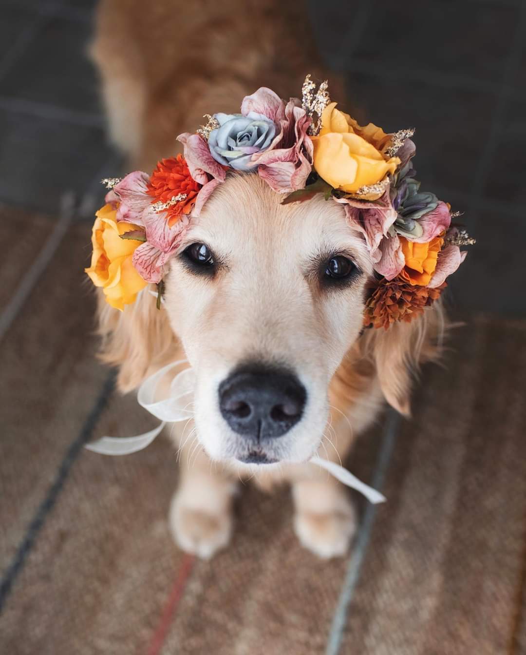 good girl - Humor, Milota, Dog, beauty, The photo