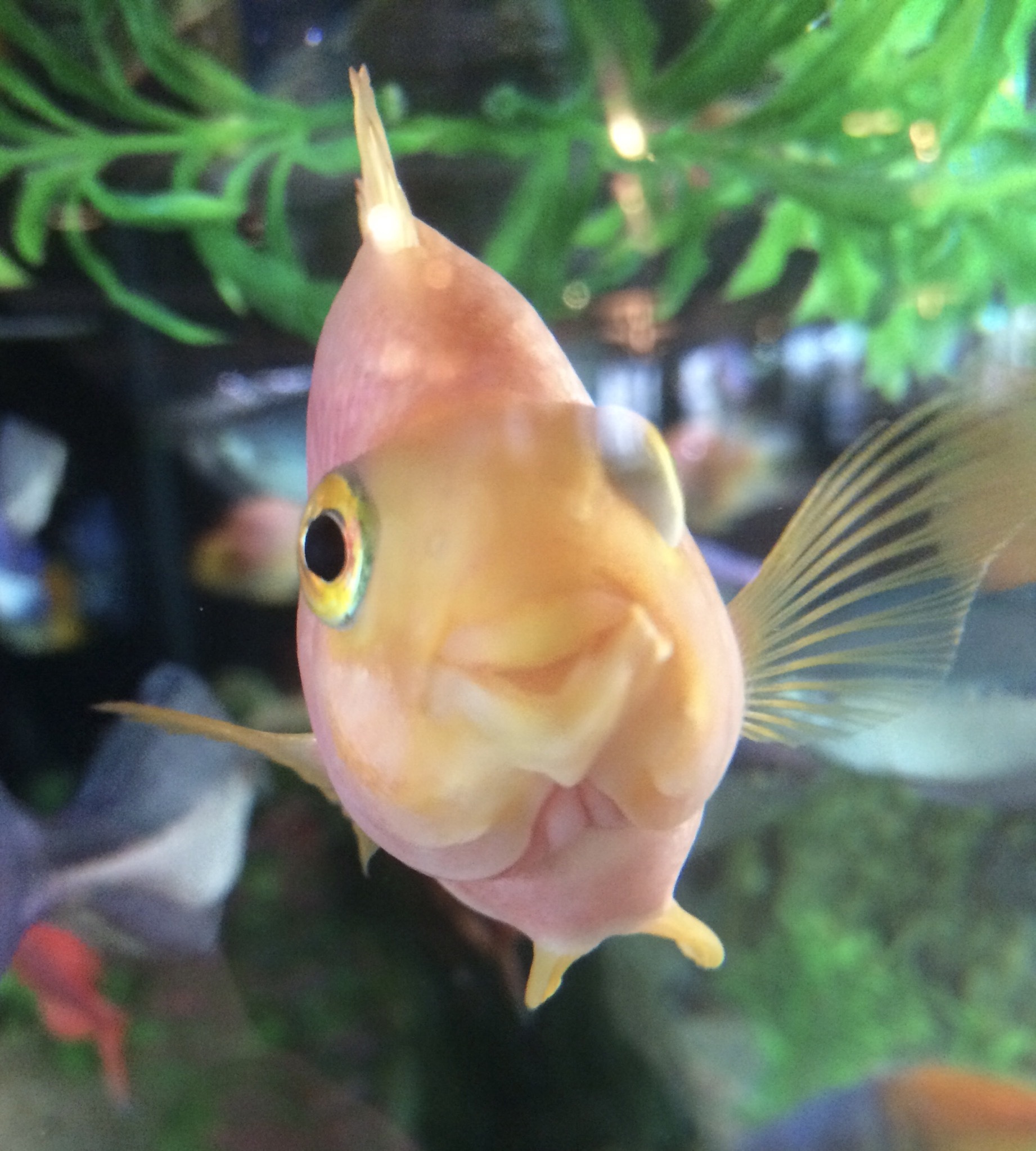 рыба улыбка