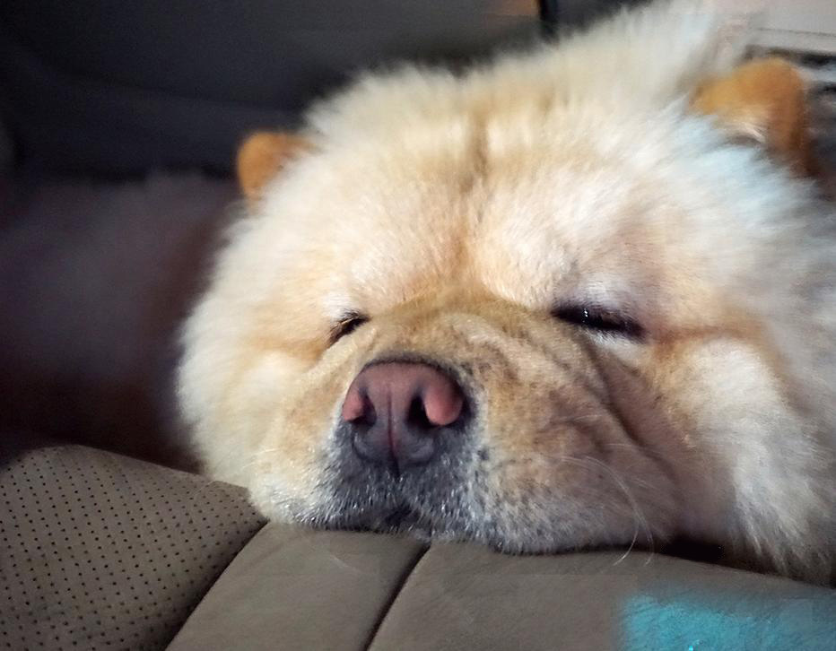 And this is my dog ??Peach - My, Dog, Chow Chow, Care and maintenance, Longpost