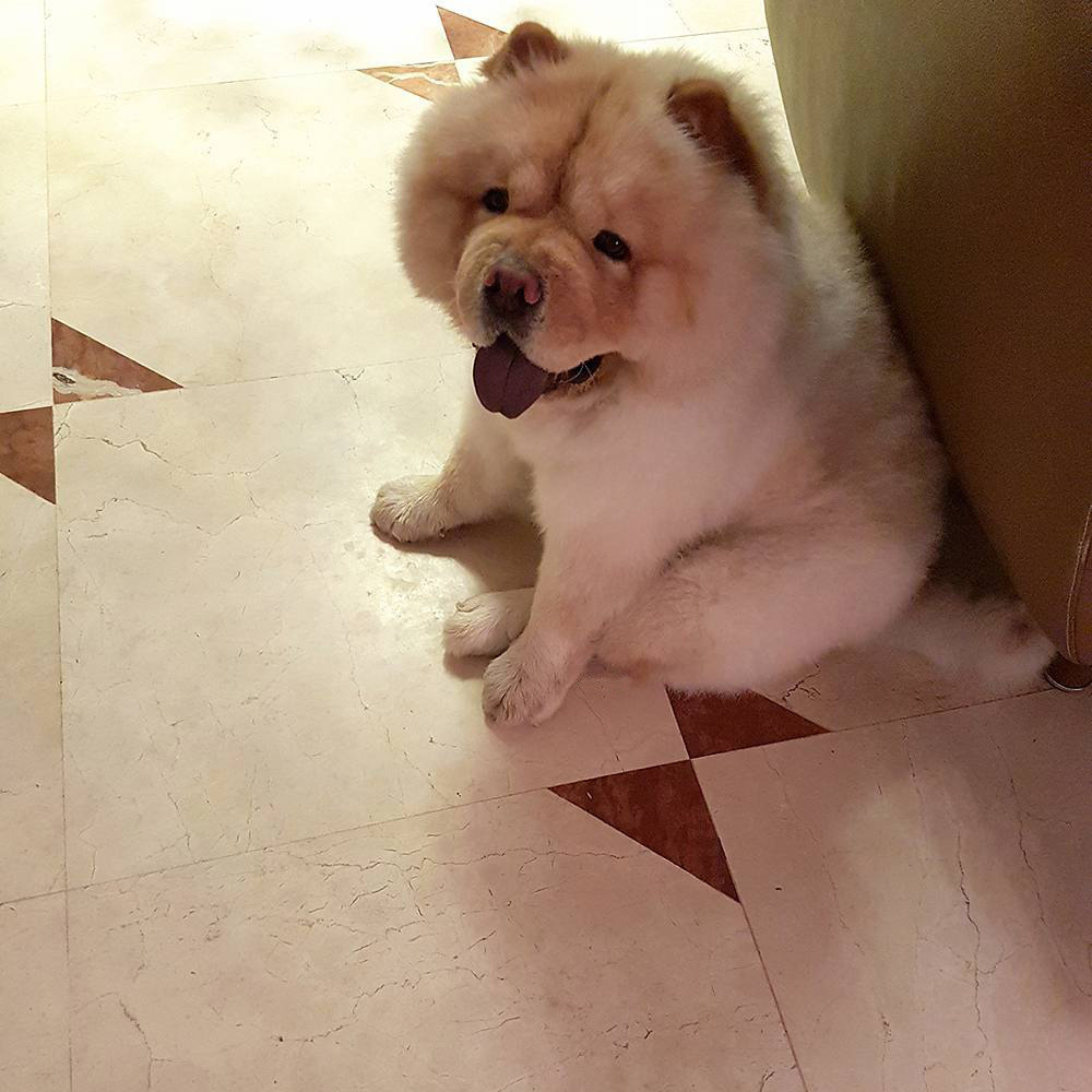 And this is my dog ??Peach - My, Dog, Chow Chow, Care and maintenance, Longpost