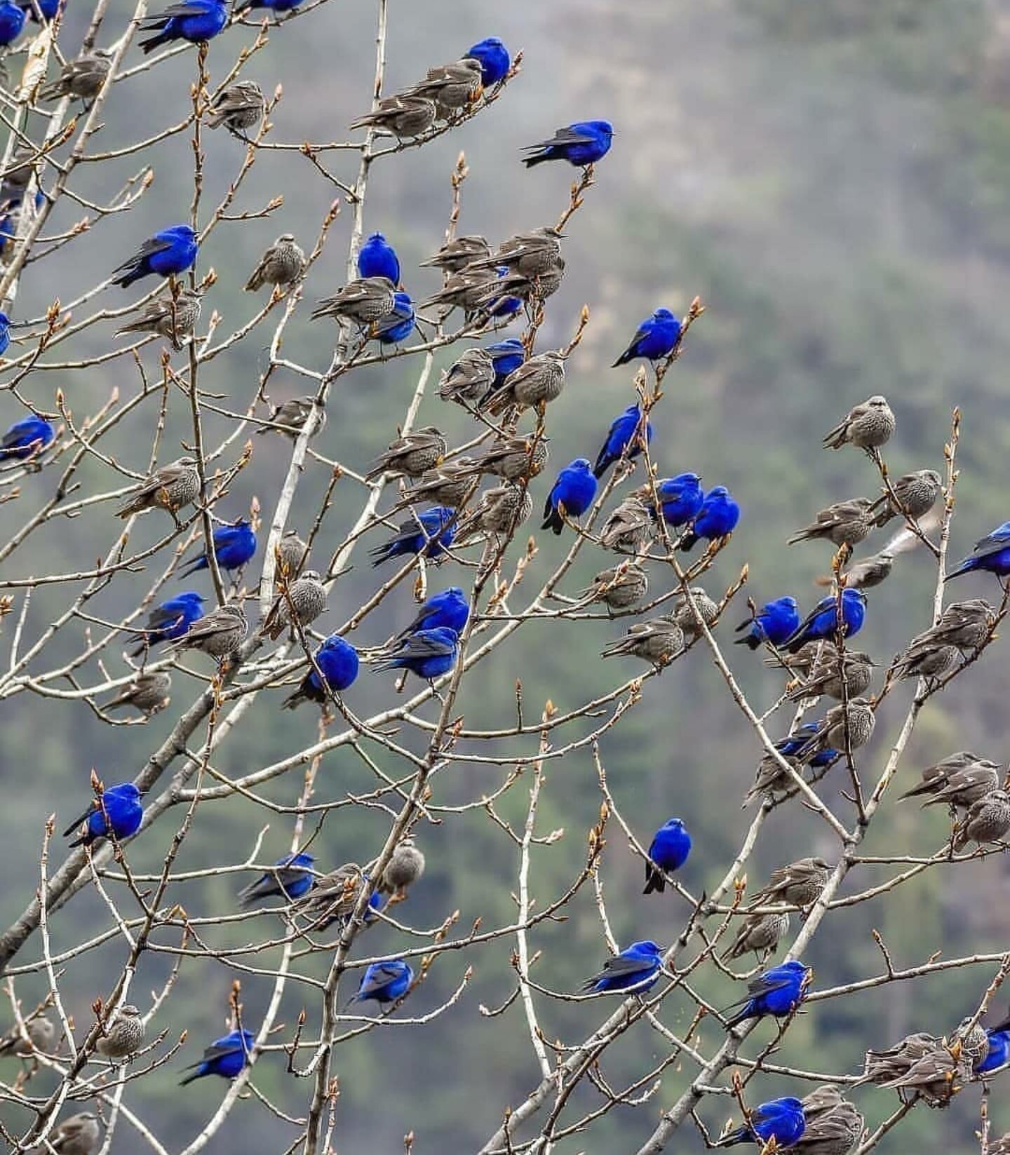 Grandala or Blue Bird - Blue bird, Birds, Nature, Interesting, Longpost, Grandala