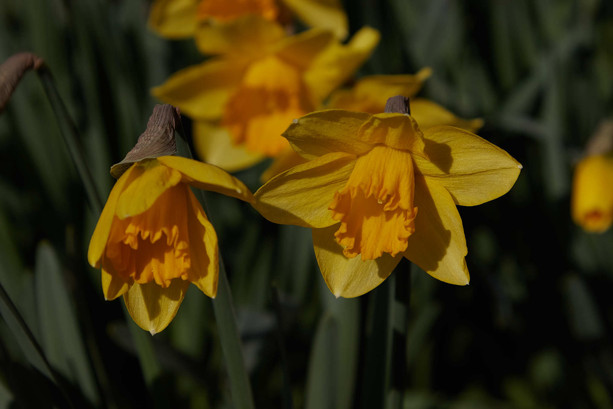 Spring tenderness - My, The photo, Flowers, Flower bed, Macro photography, Canon, Spring, Plants, Longpost, Daffodils flowers