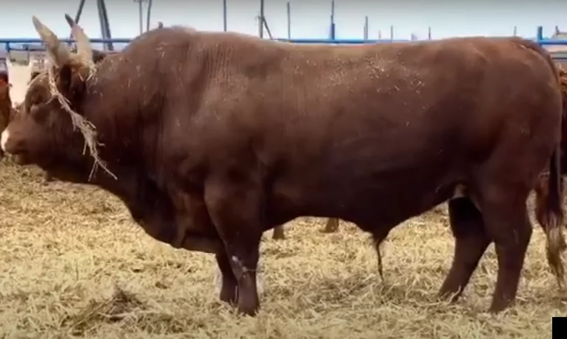 Men's work for a bull of the Kalmyk breed - My, Bull, Breed, Fattening of bulls, Video