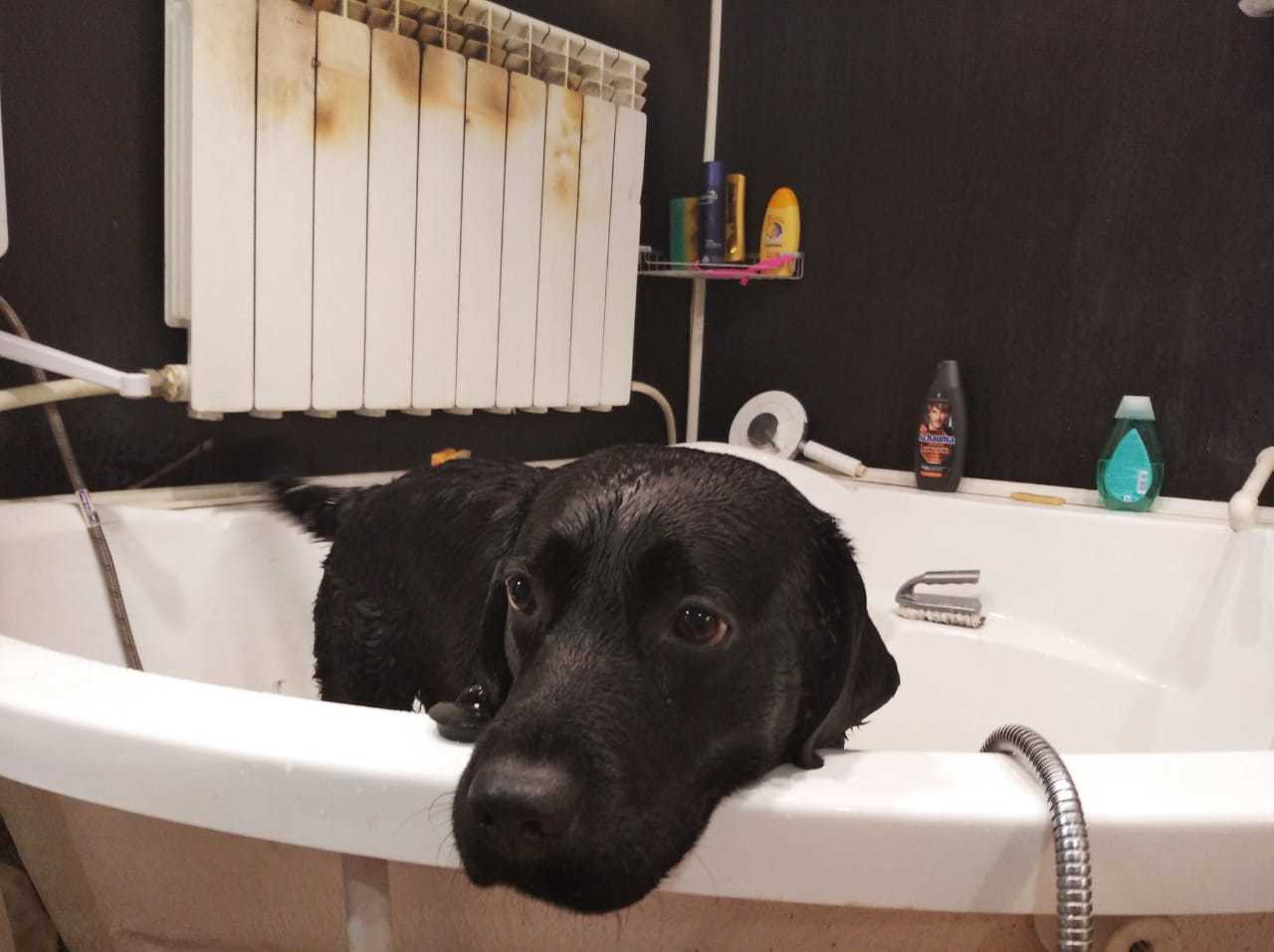 Bath day - My, Dog, the washing up, Longpost