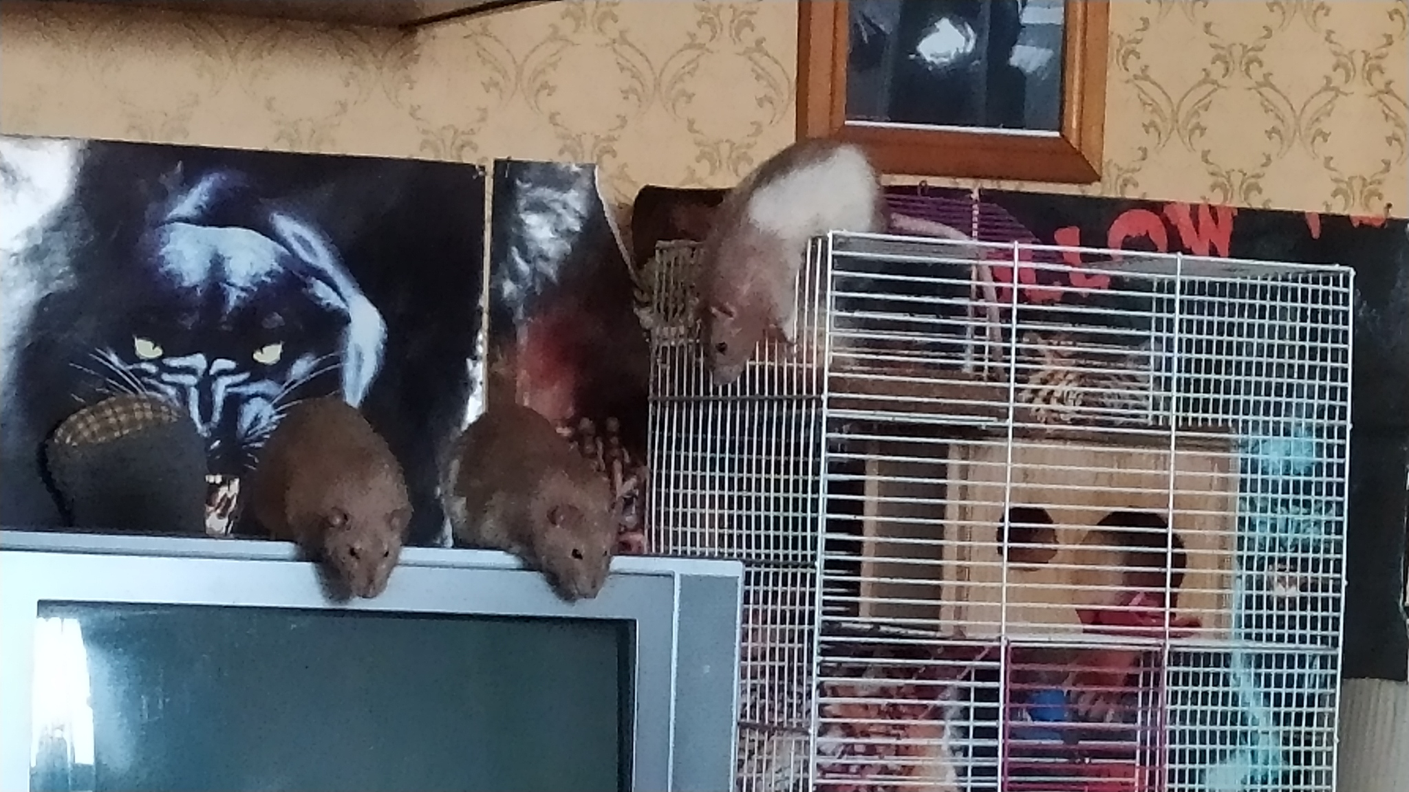 Rat everyday life #7 - My, Rat, Decorative rats, Milota, Animals, Longpost