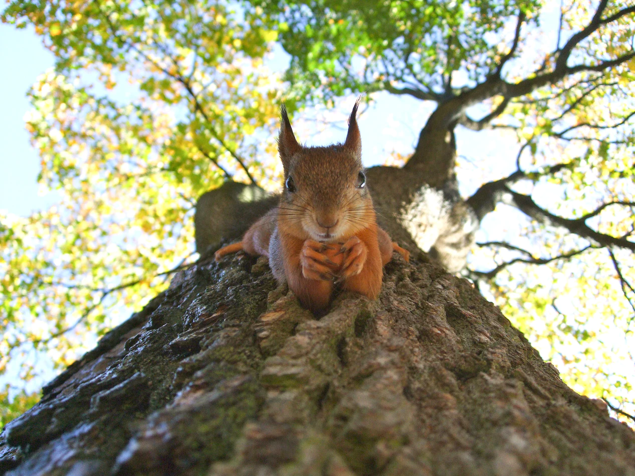 Just squirrels - Squirrel, The photo, Milota, The park, Nature, Wild animals, Longpost