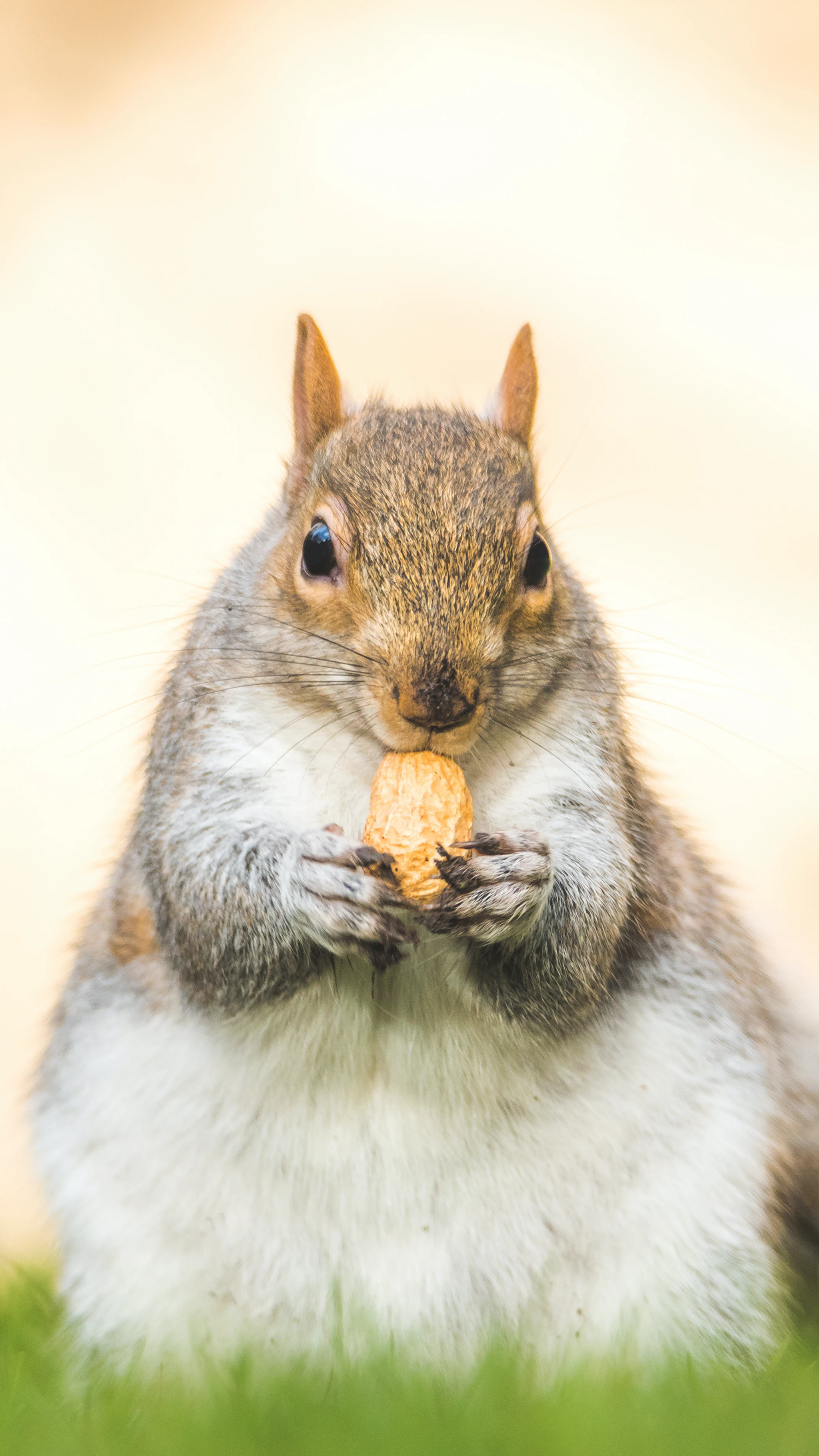 Just squirrels - Squirrel, The photo, Milota, The park, Nature, Wild animals, Longpost