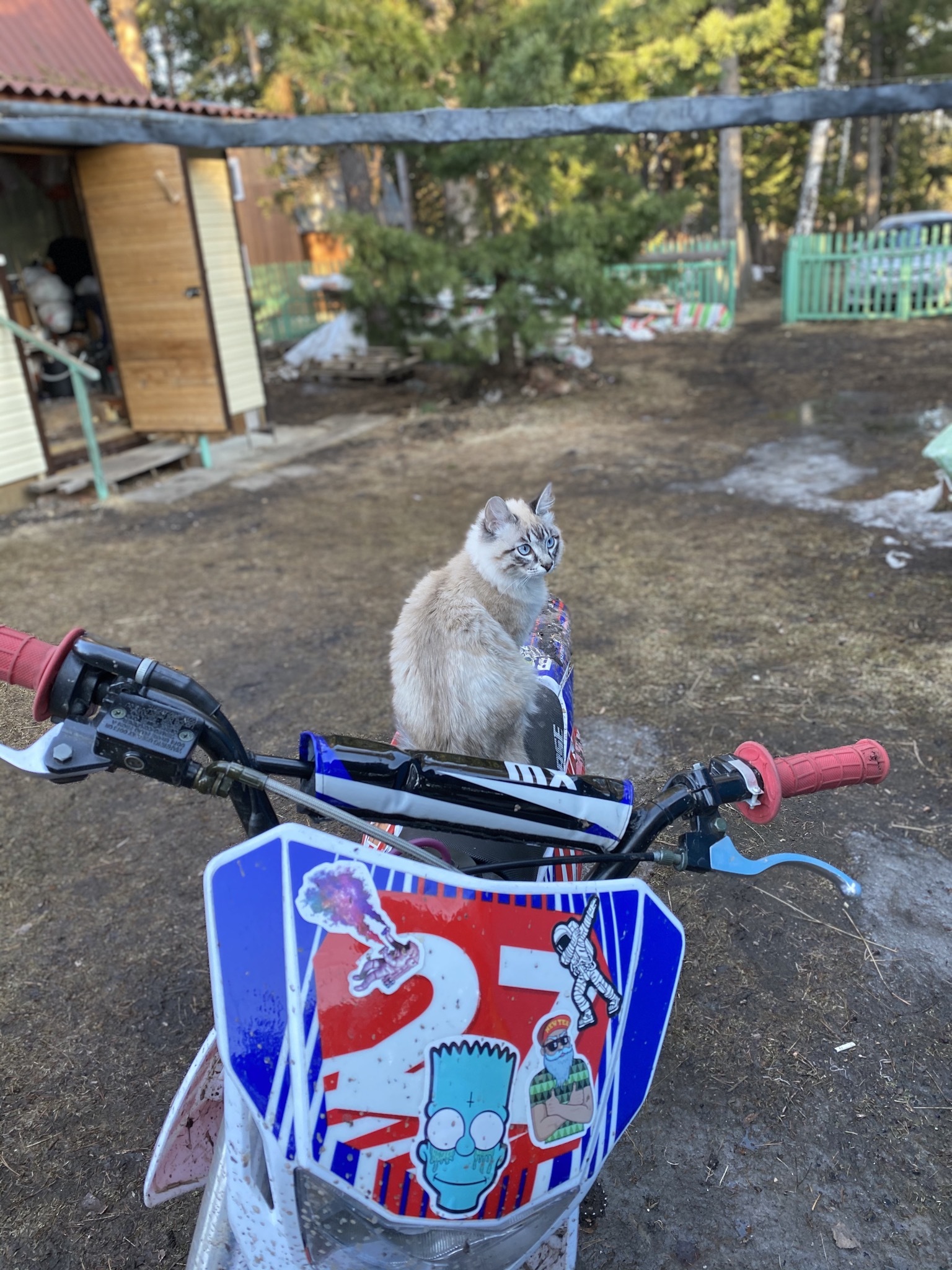 I think everyone is tired of recent events, so here's a cat for you: D - My, cat, Dacha, Pit bike, Longpost