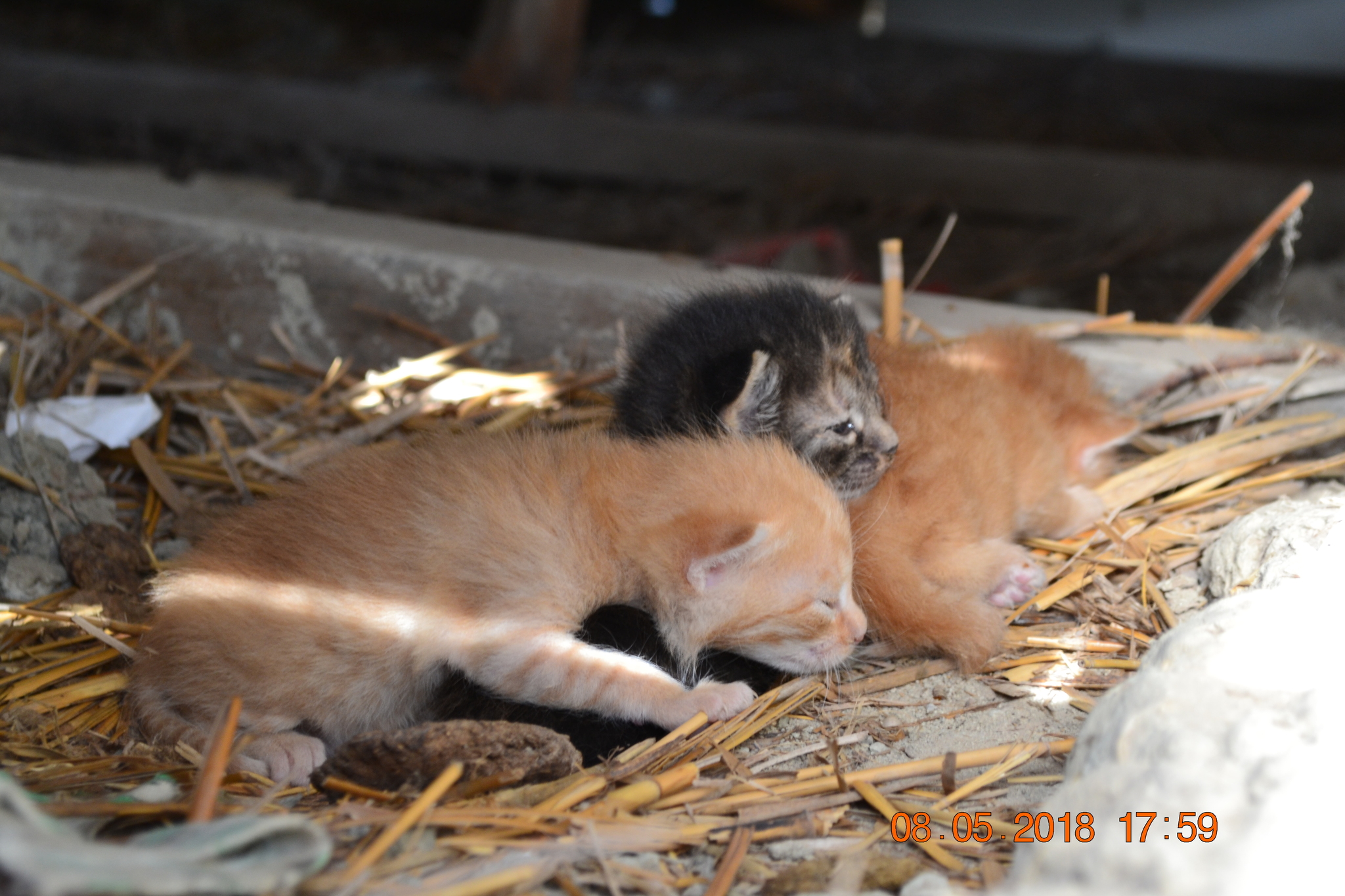 Kittens - My, Kittens, Nikon, cat, Milota