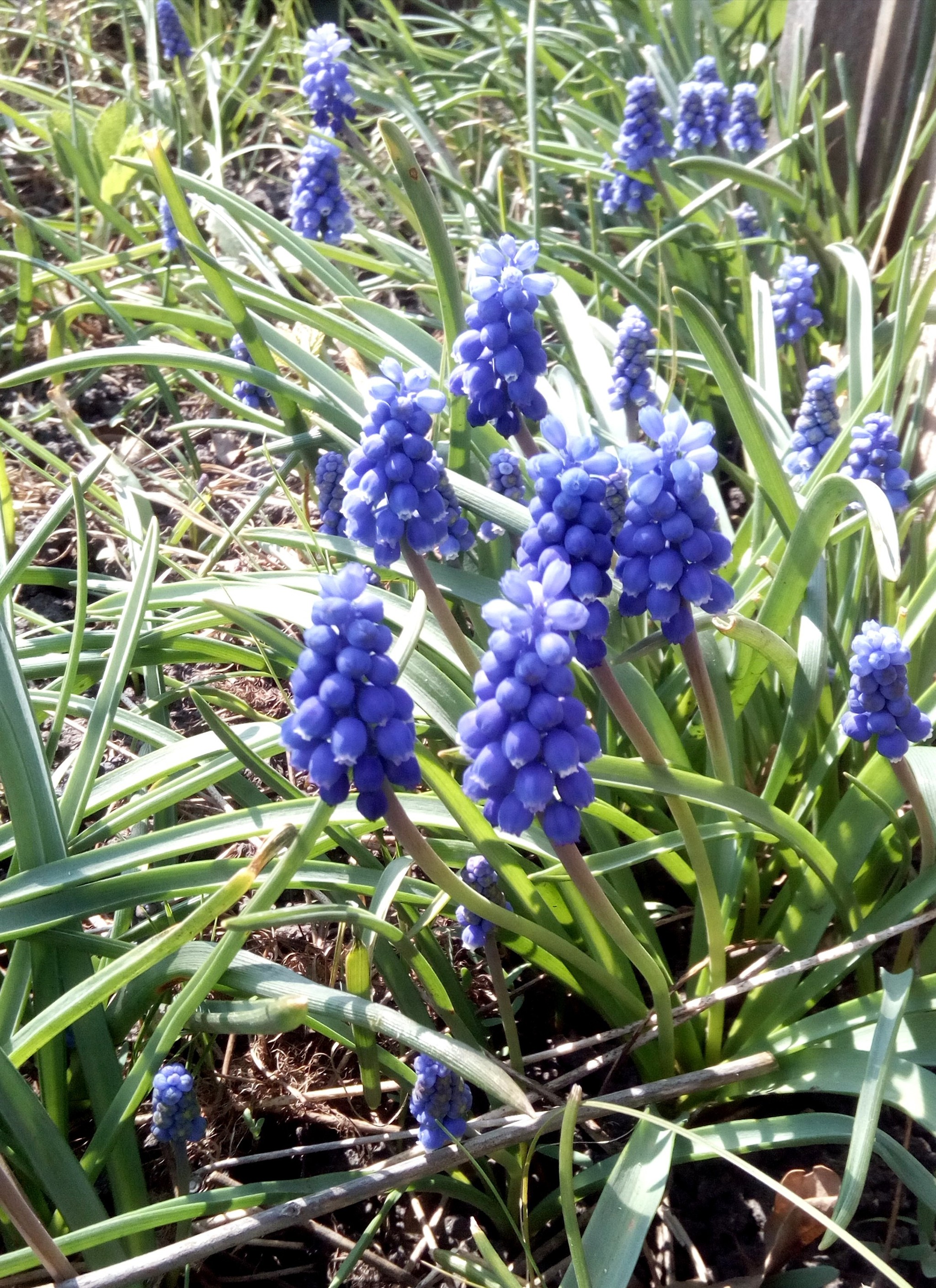 Beautiful flowers - My, beauty, Flowers, Nature, The photo, Muscari