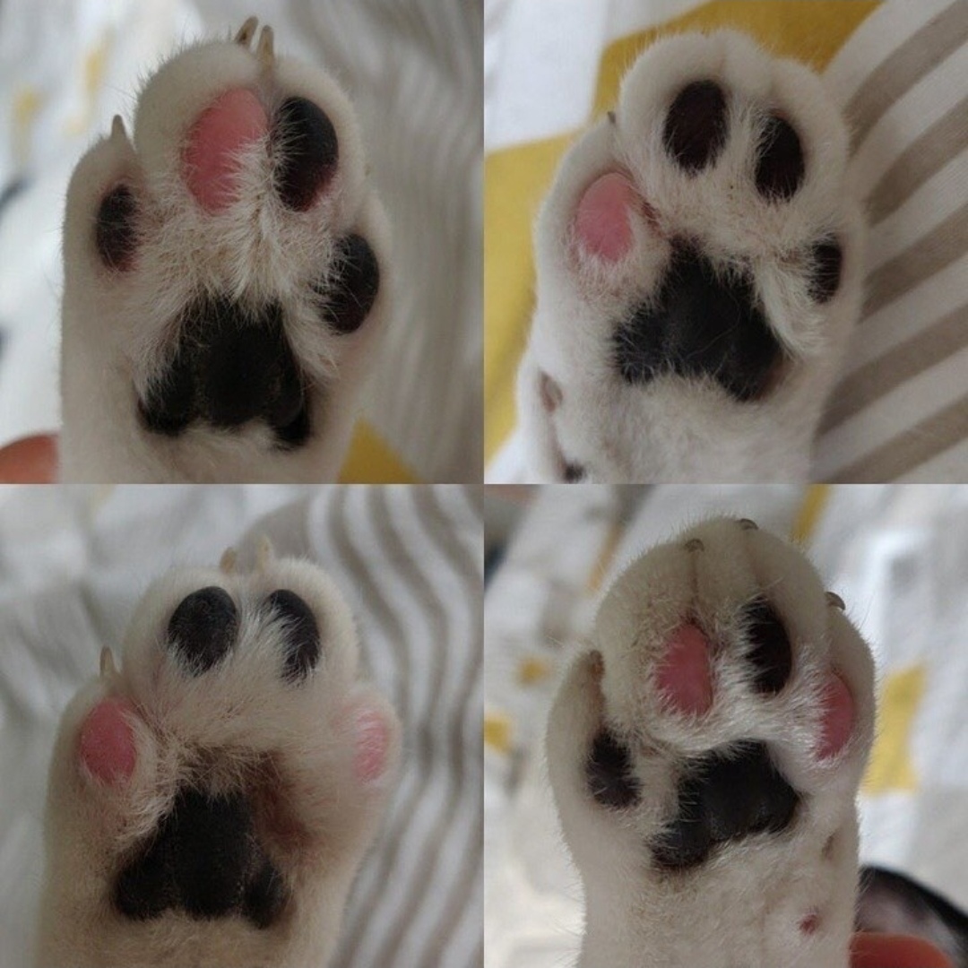 Cat's fingers - cat, Milota, Paws