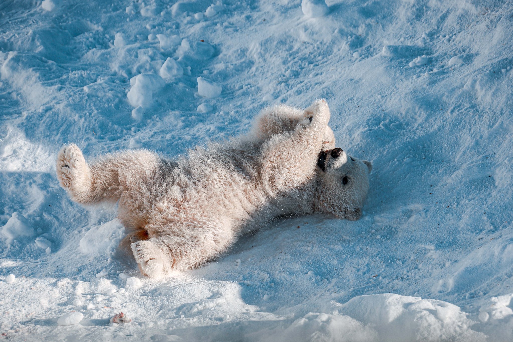 Be-be-Bear at the Yakut Zoo - My, Polar bear, Yakutia, Orto Doidu Zoo, Longpost, Positive