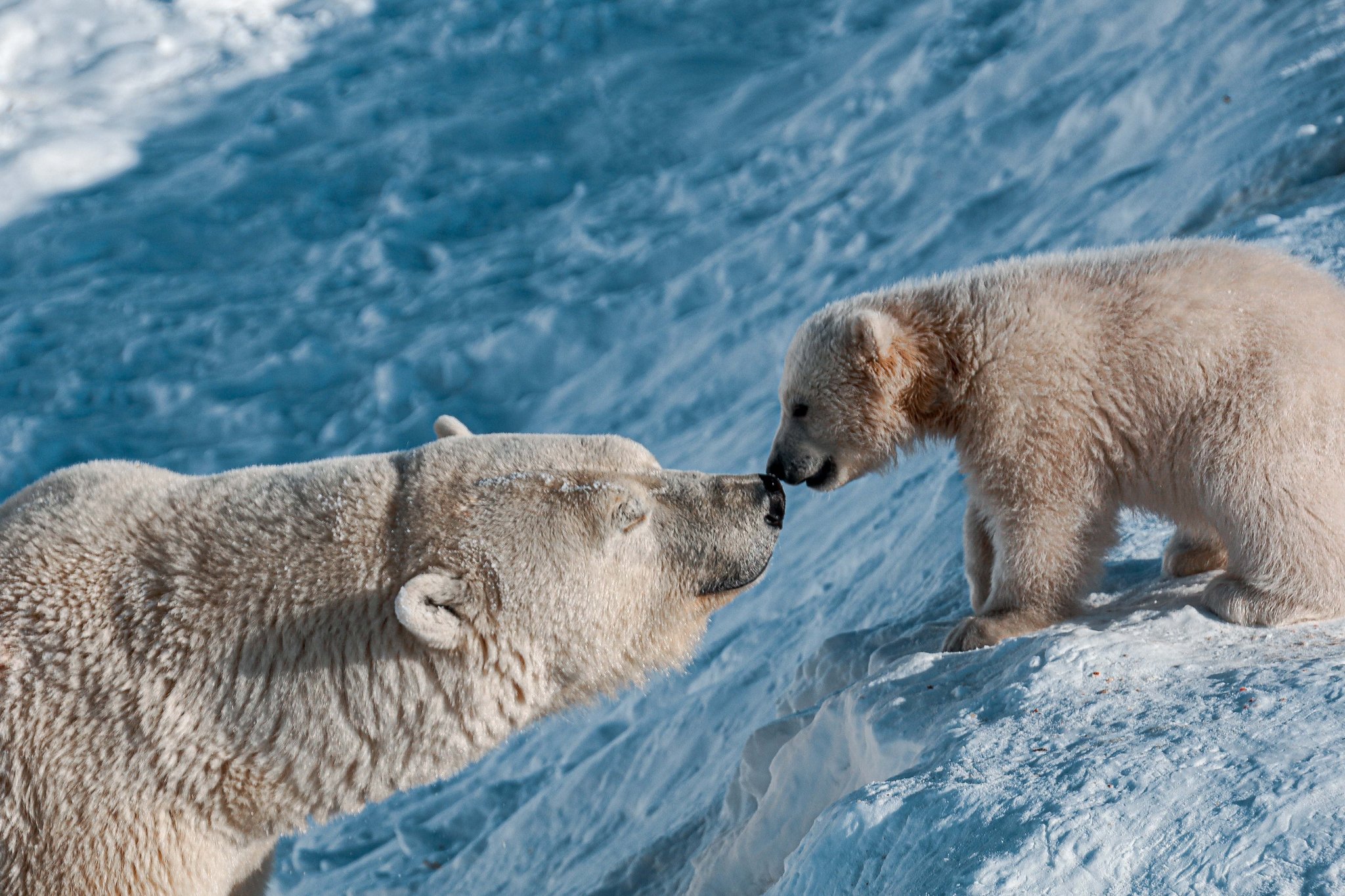 Be-be-Bear at the Yakut Zoo - My, Polar bear, Yakutia, Orto Doidu Zoo, Longpost, Positive