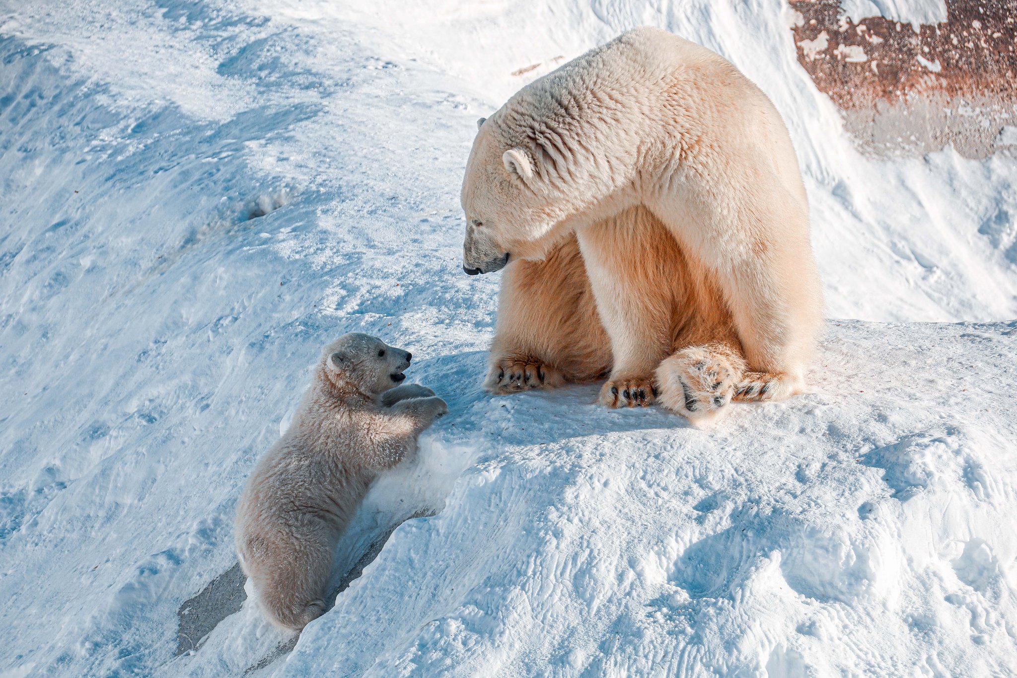 Be-be-Bear at the Yakut Zoo - My, Polar bear, Yakutia, Orto Doidu Zoo, Longpost, Positive