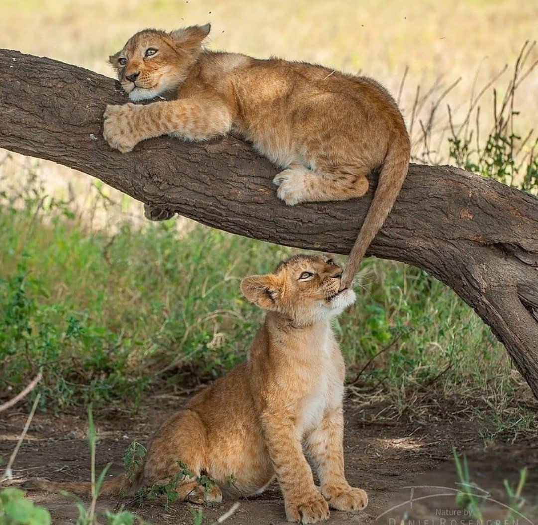 Kus - a lion, Children, Kus, Lion cubs, wildlife, The photo, Big cats