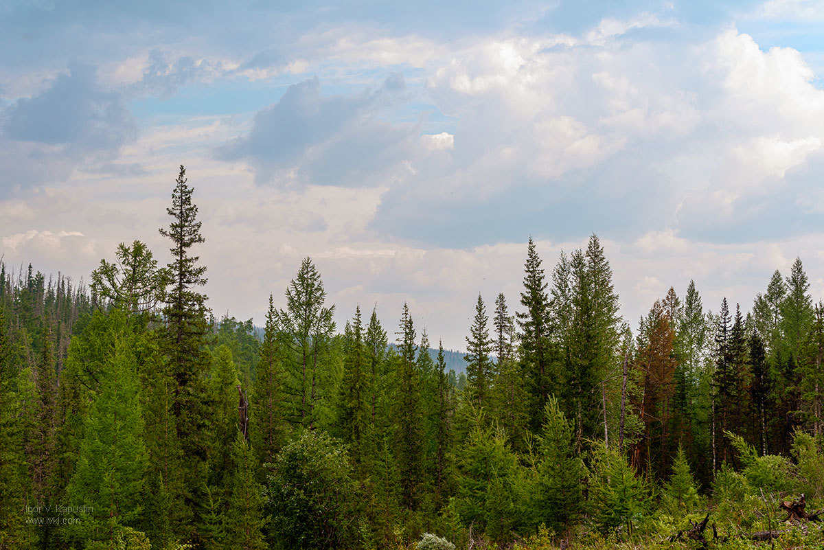 Taiga - My, Taiga, Deaf taiga, Travels, Travel across Russia, Avialesokhrana, Longpost