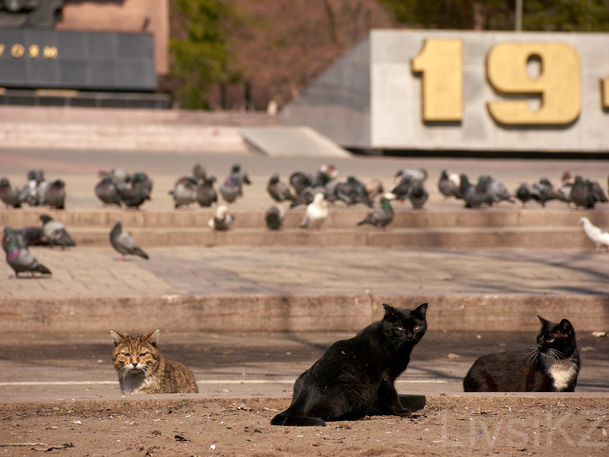 Karagantin No. 3 - quarantine everyday life of Karaganda - My, Karaganda, Kazakhstan, Quarantine, Coronavirus, Longpost