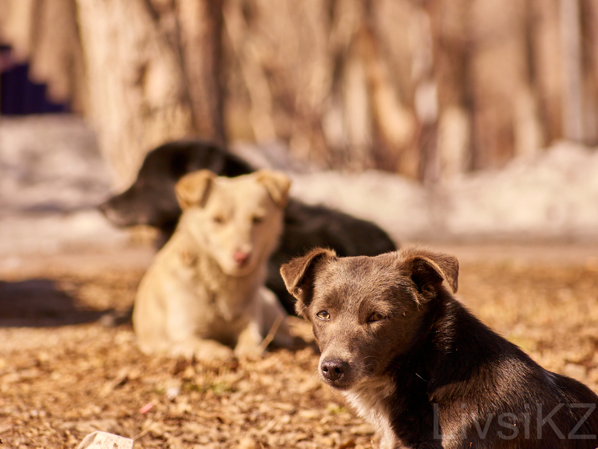 Karagantin No. 3 - quarantine everyday life of Karaganda - My, Karaganda, Kazakhstan, Quarantine, Coronavirus, Longpost