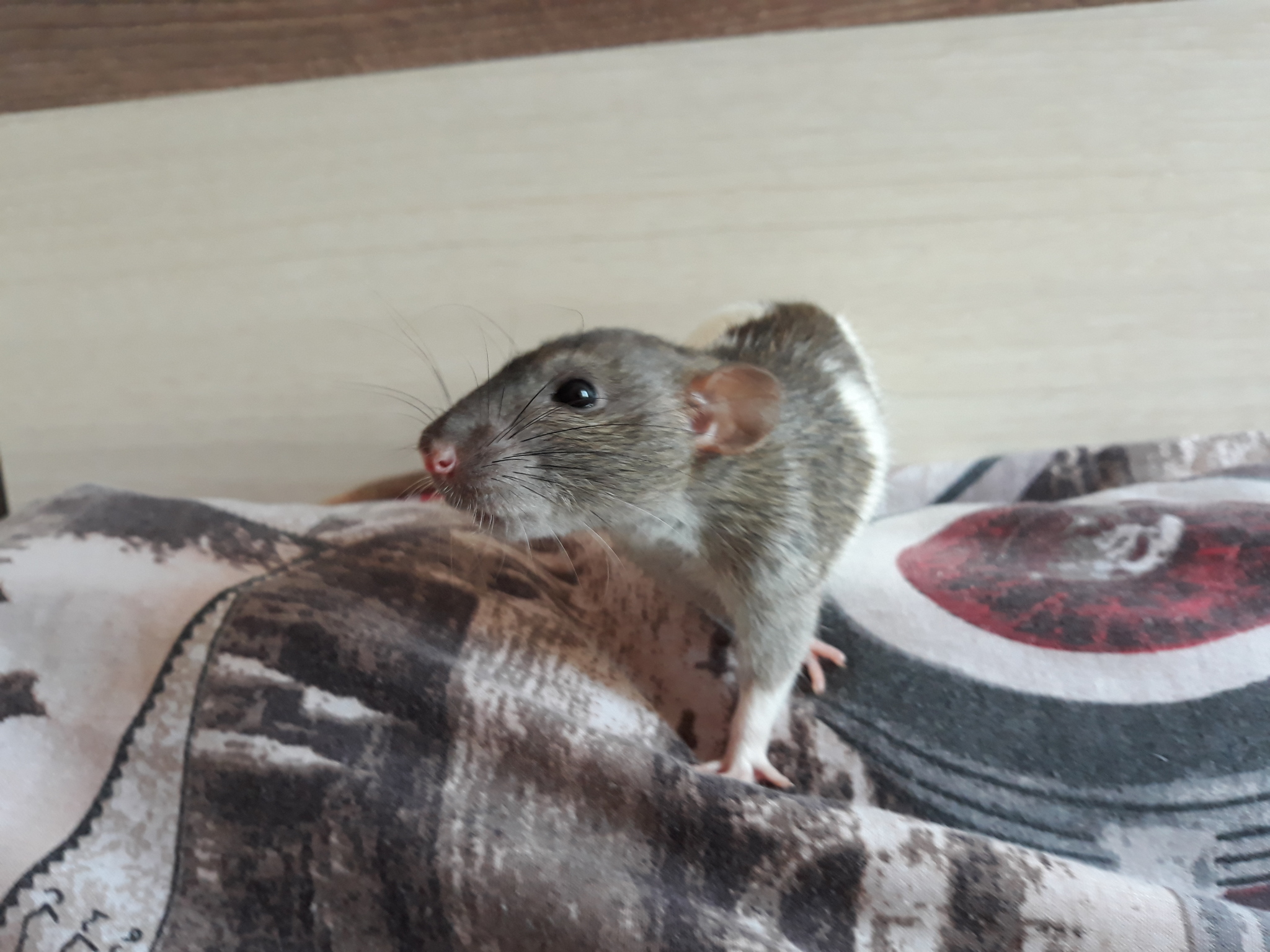 Cookie - My, Rat, Dumbo, Rodents, Decorative rats, Pets, Longpost