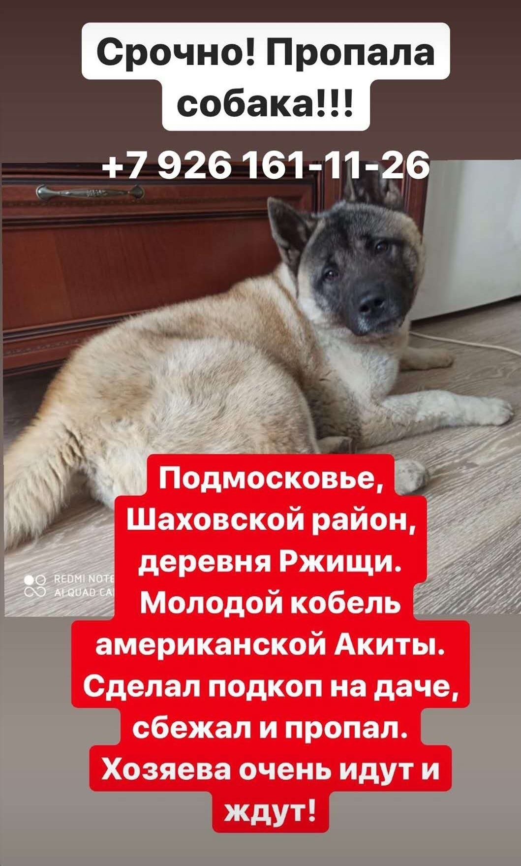 My dog ??is missing, please help me find it - My, Help, No rating, Dog, The dog is missing, Moscow region, Longpost