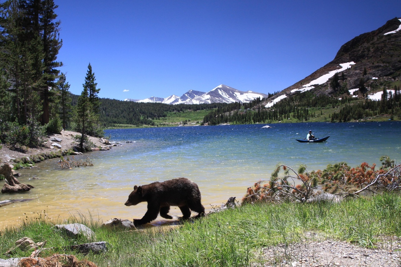 Animal News - My, The Bears, Yosemite Park, Quarantine, Wild animals