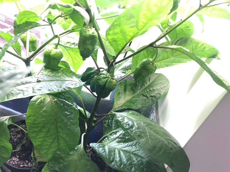 Growing peppers at home - My, Pepper, Hot peppers, Jalapeno, Longpost