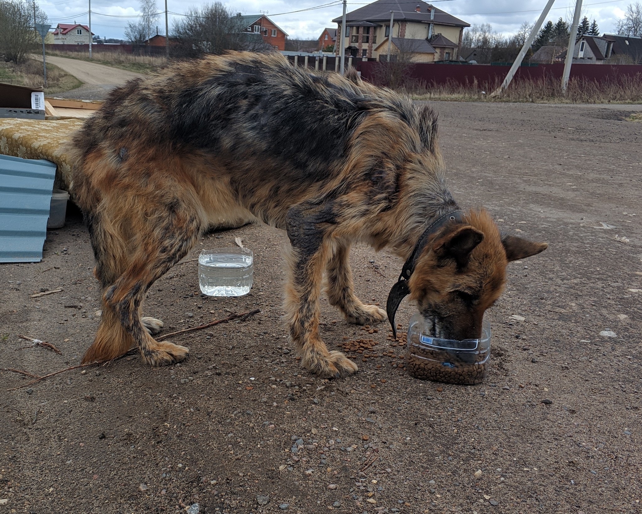 Saving Private Dog (continued) - My, Dog, German Shepherd, In good hands, Dmitrovsky District, Moscow region, Video, Longpost