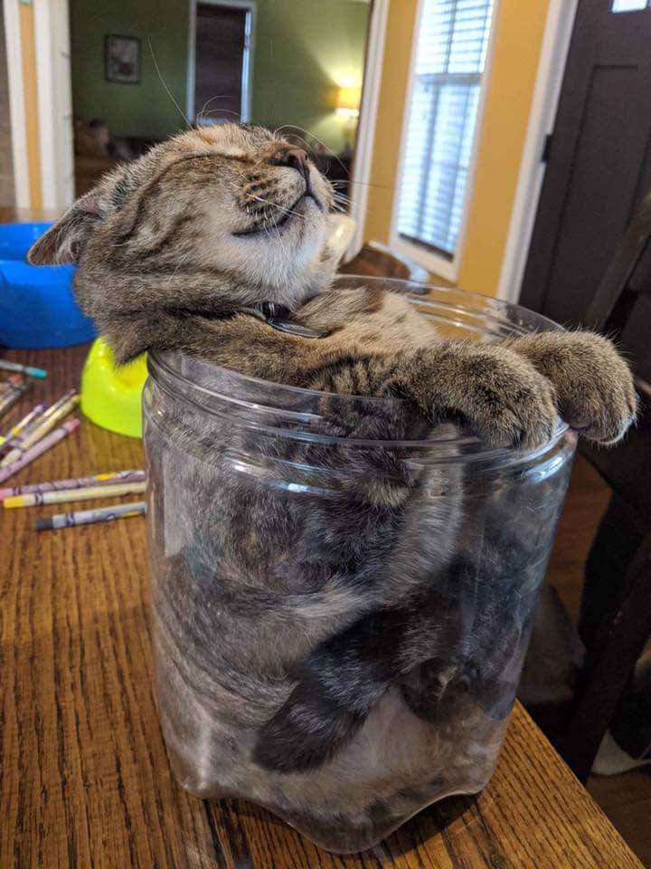 When you are a cat and you are poured into a jar - cat, Cats are liquid, Pets