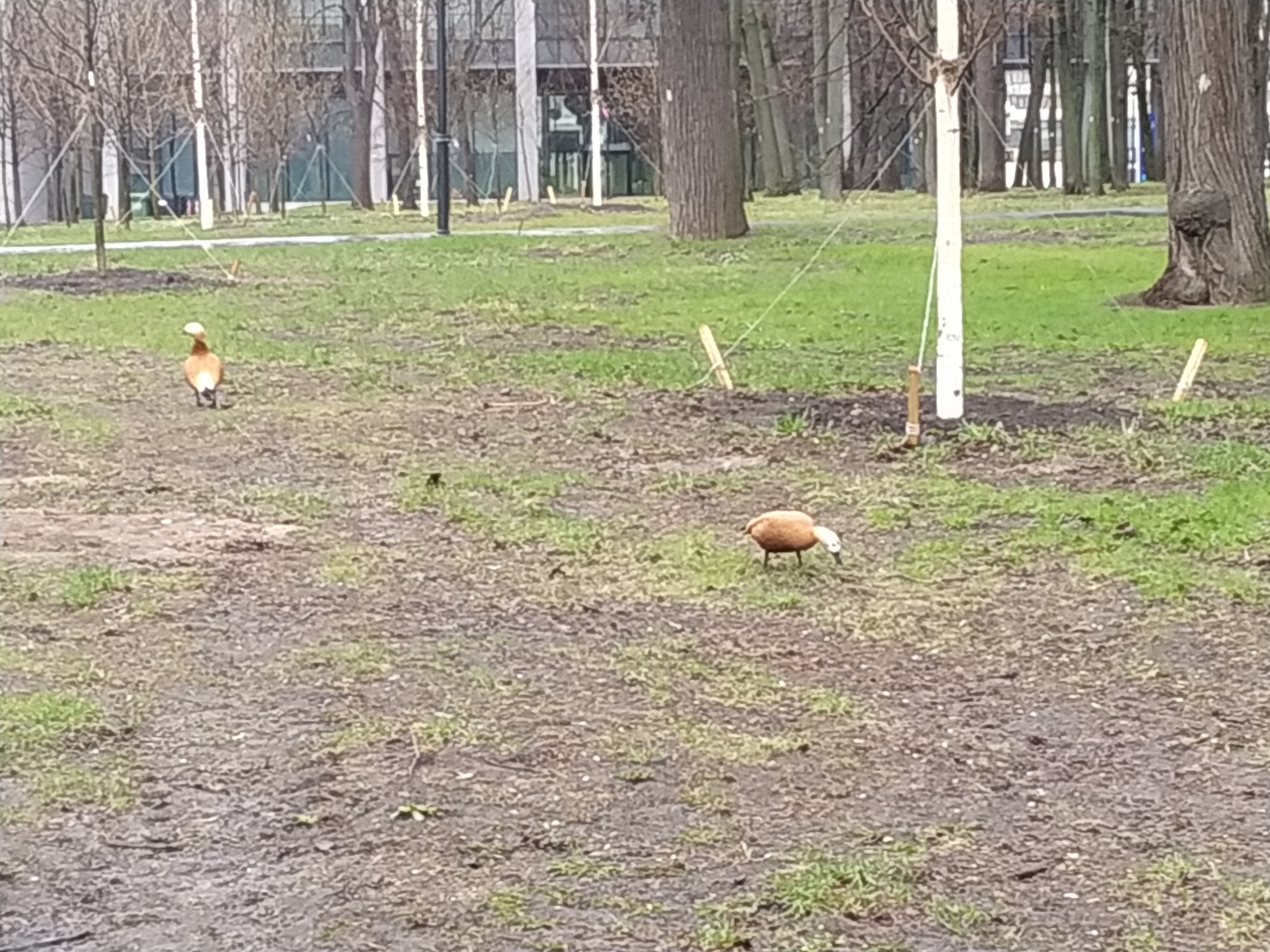 Nature takes its toll - My, Petrovsky Park, Dynamo Stadium, Video, Longpost, Ogar