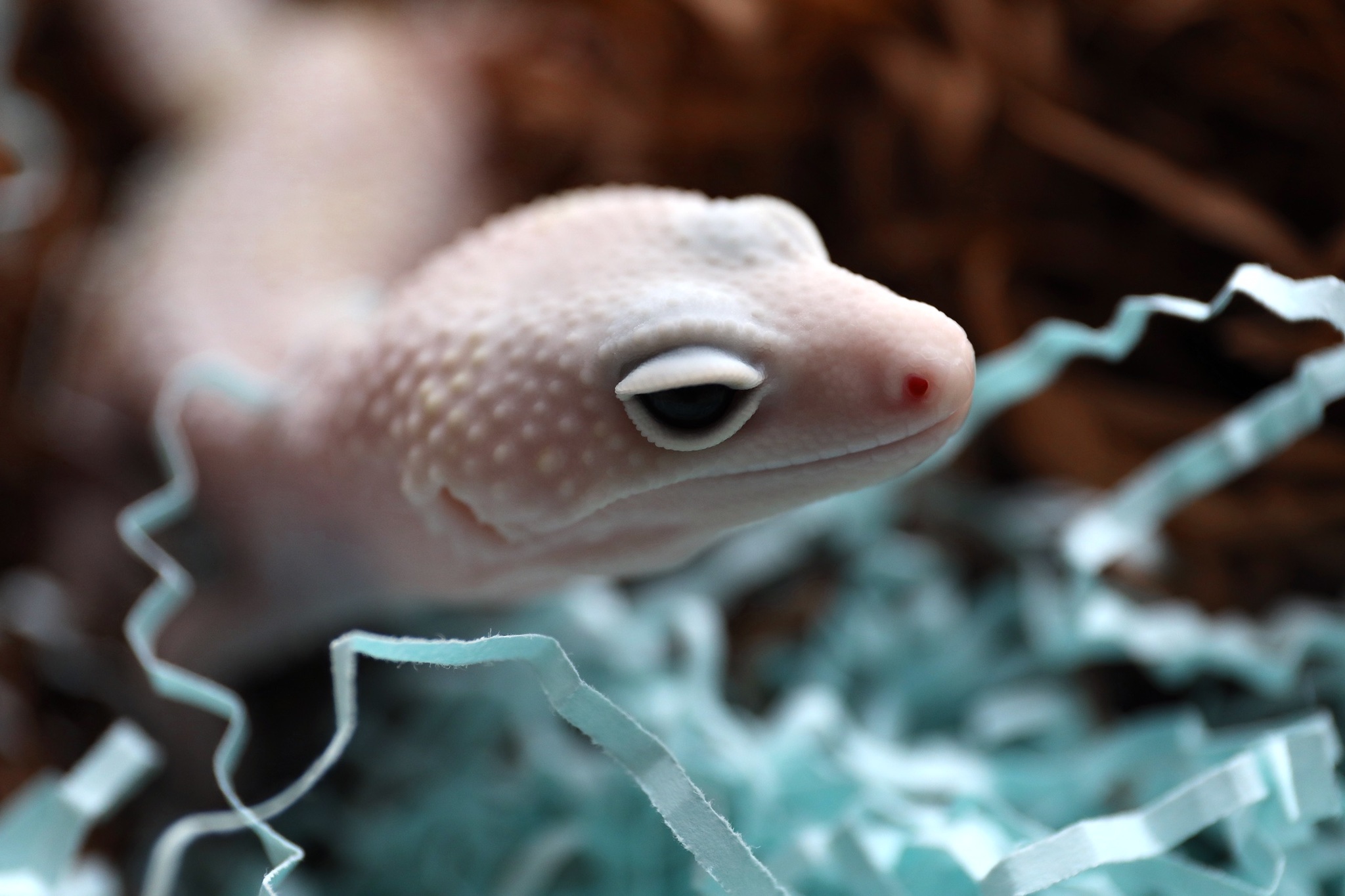 Leopard gecko in macro - My, Eublefar, Gecko, Leopard gecko, Lizard, Reptiles at home, Reptiles, Breeding