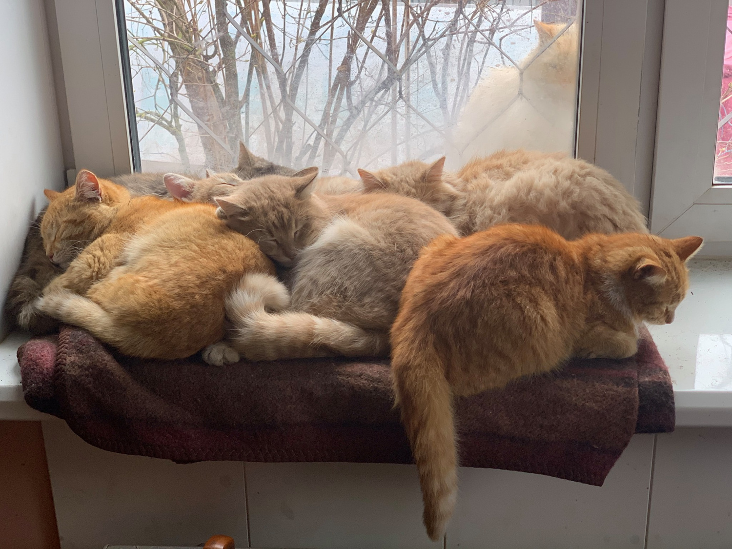 Kittens in self-isolation - cat, Windowsill, Self-isolation