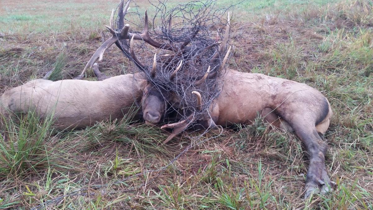 Does it hurt deer when their antlers are cut off? - My, Horns, Deer, Reindeer husbandry