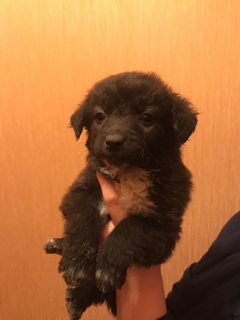 Help us find a home for the puppies Dinskoy district Krasnodar - My, No rating, Puppies, In good hands, Krasnodar, Краснодарский Край, Longpost, Dog