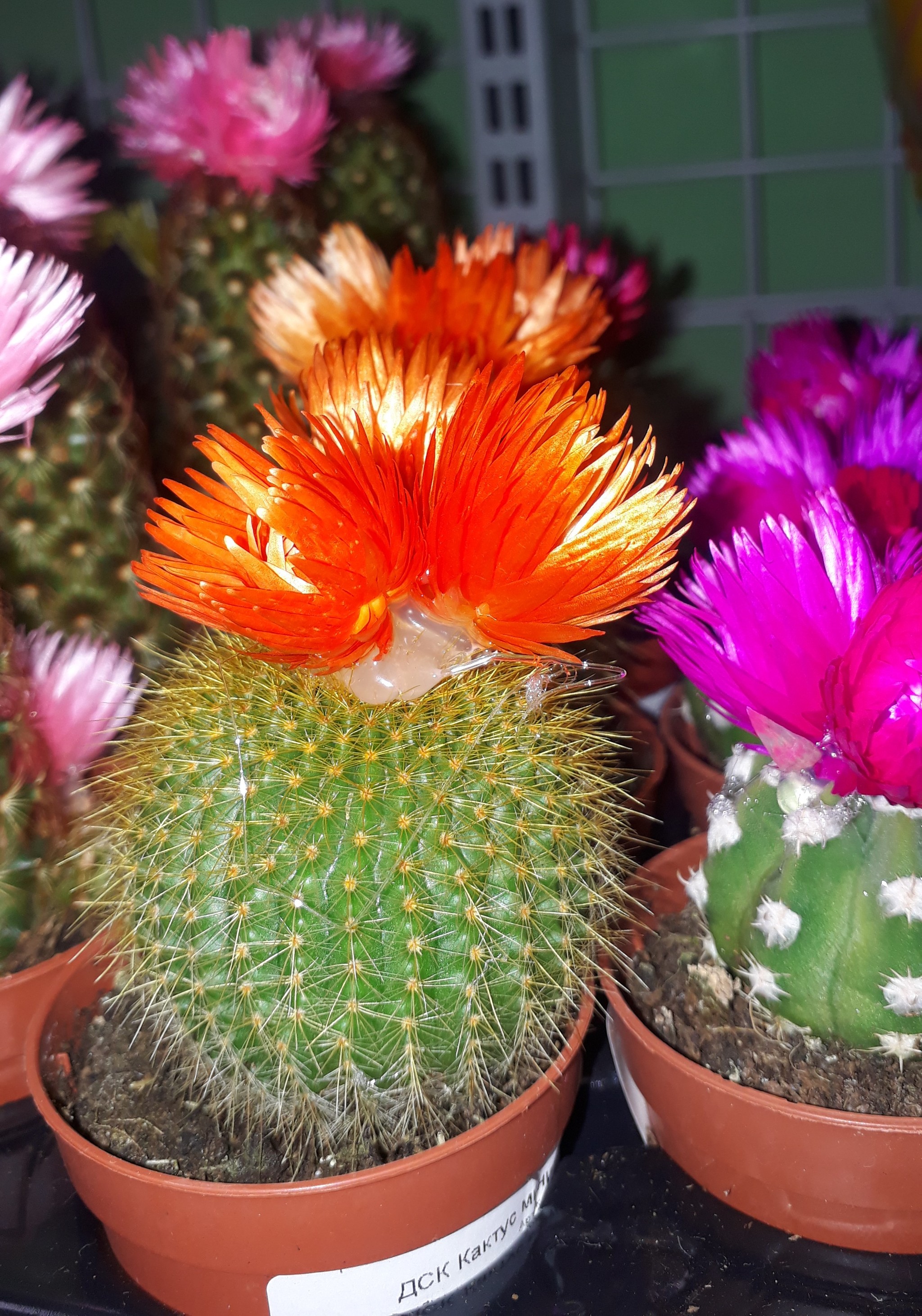 Цветущие кактусы в Пятёрочке! | Пикабу