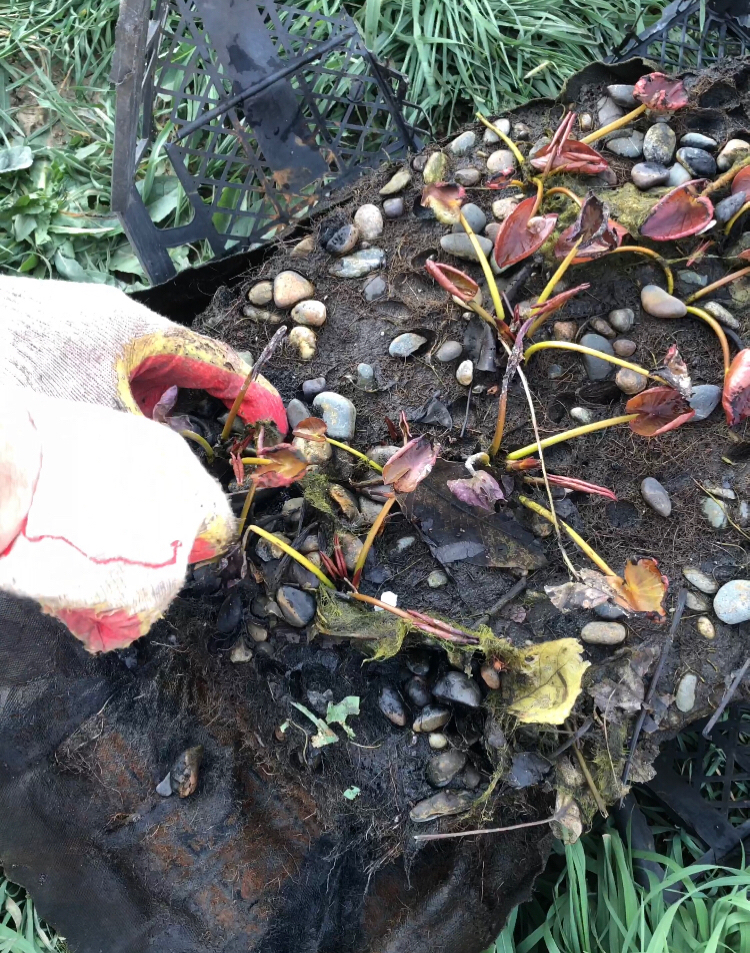 How we planted water lilies - My, Self-isolation, Village, Longpost, cat