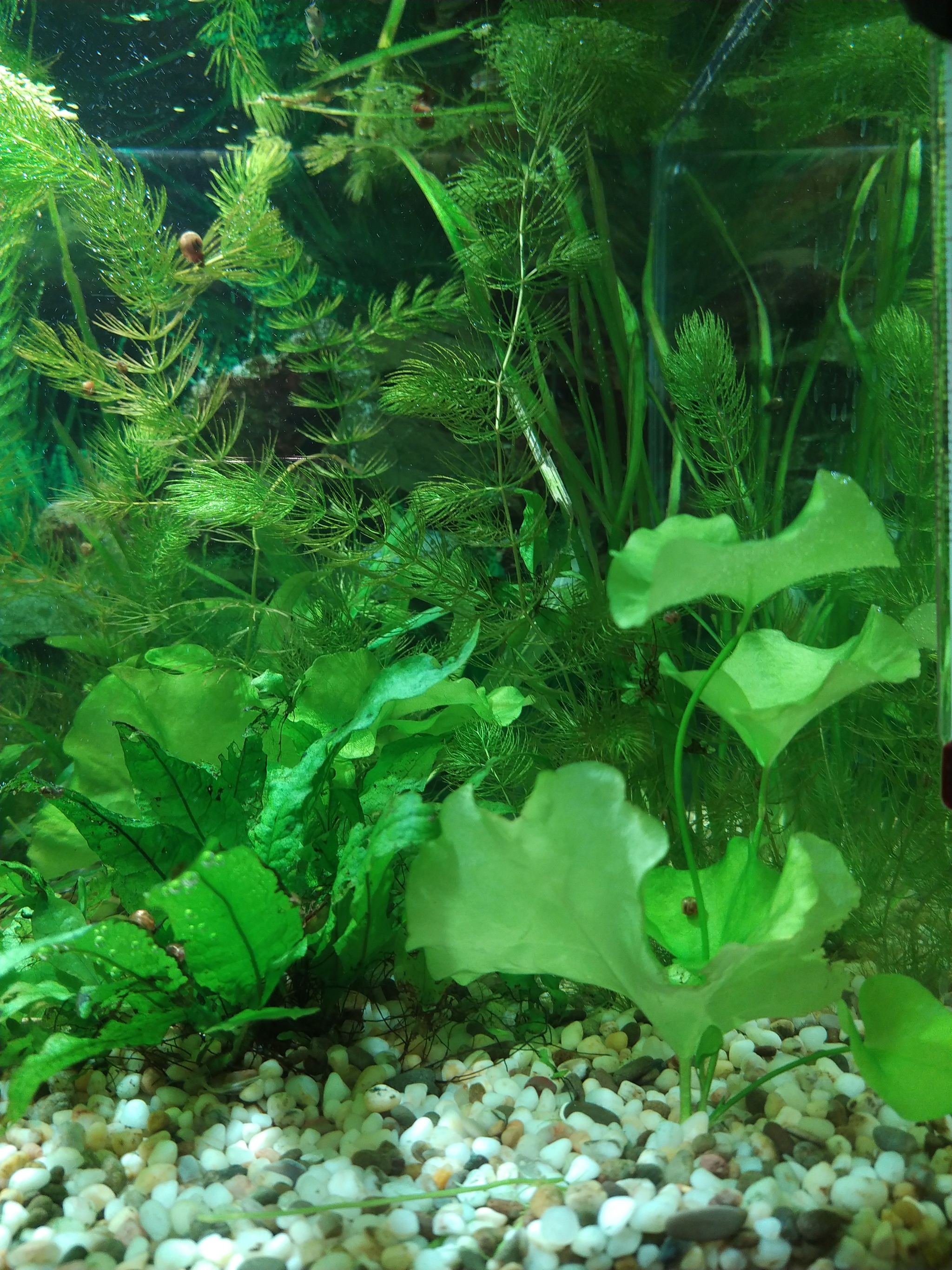 My Akaariums - Aquarium, Aquarium fish, Aquarium plants, Aquarium, Longpost